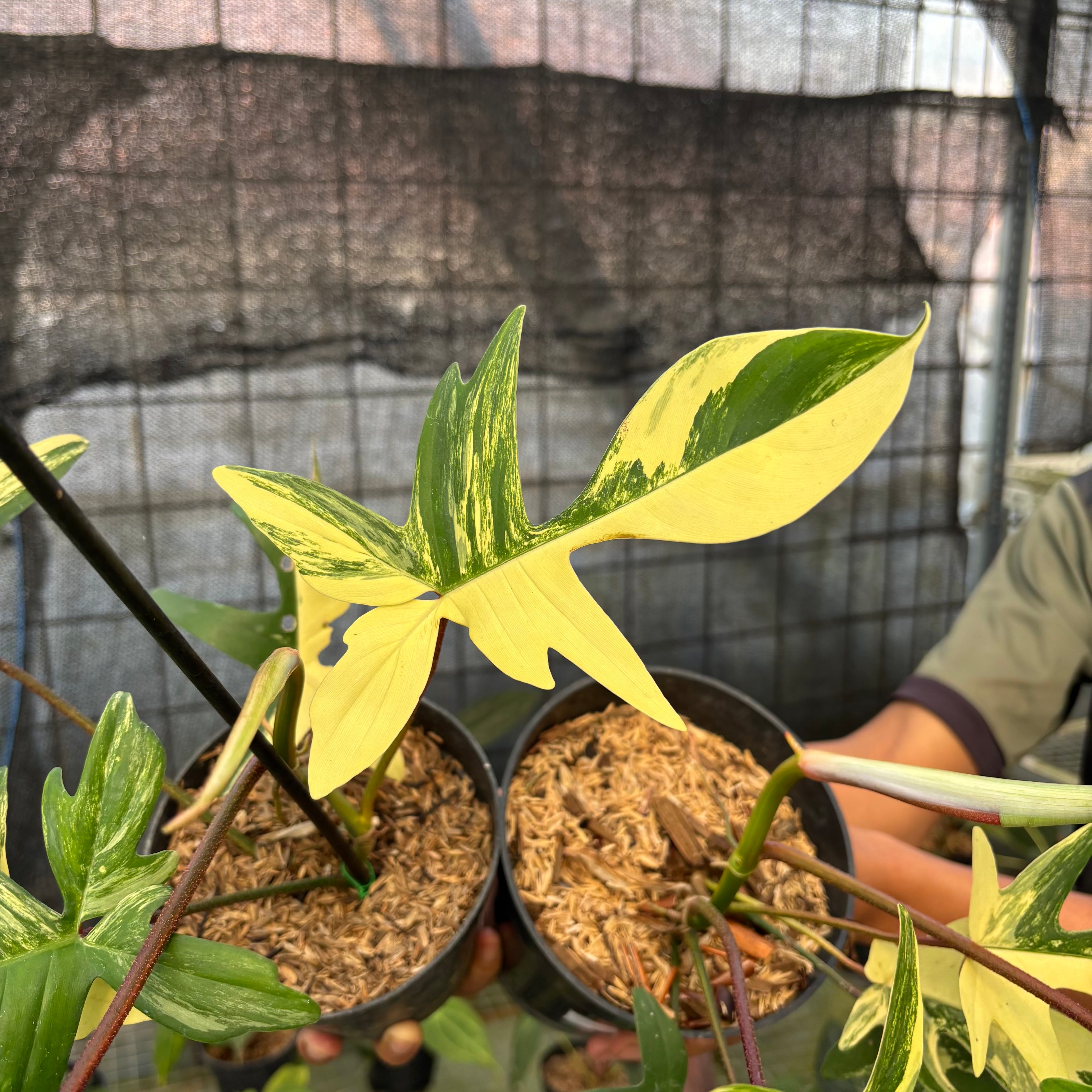 RP28-9 Philodendron Florida Beauty Mature Size (2 pcs)