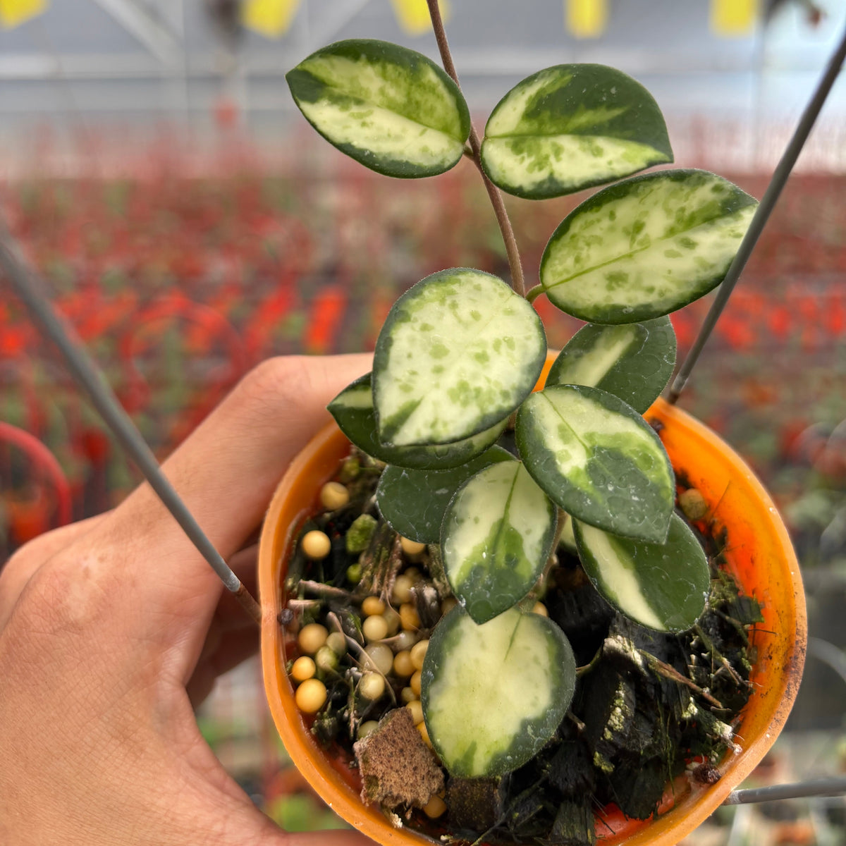 Hoya Mathilde Inner Variegated