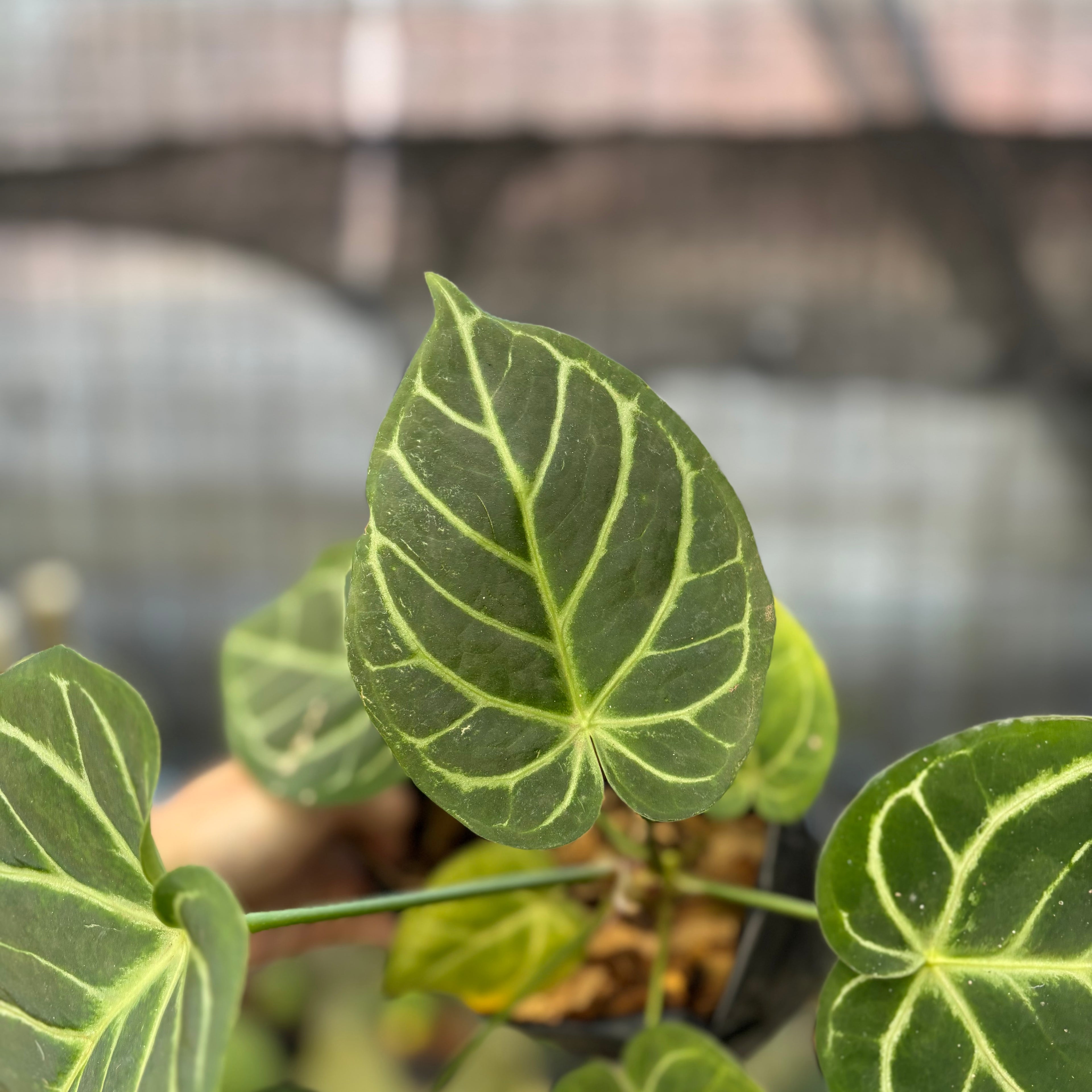 RP18-9 Anthurium Papilillaminum x Magnificum
