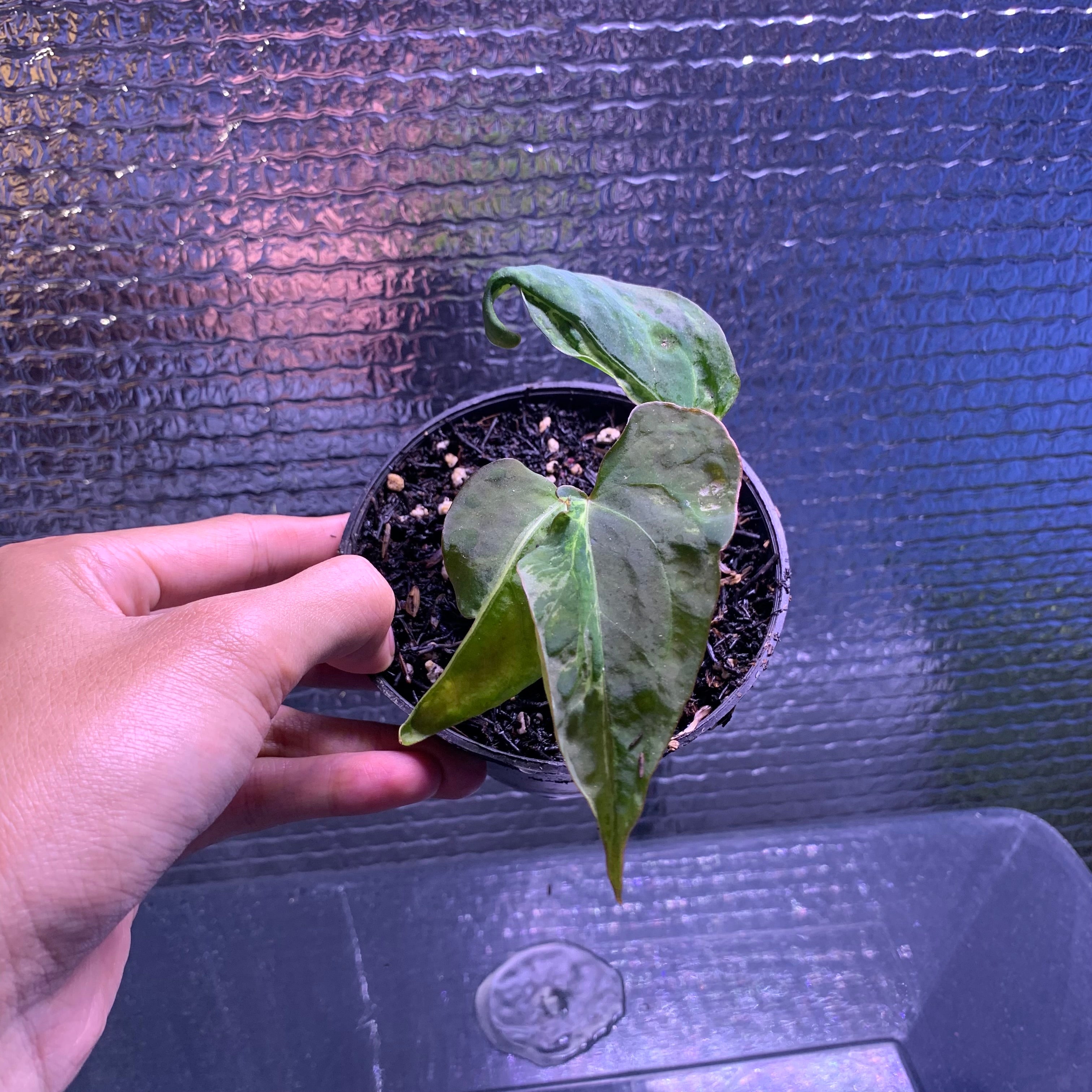 RP67-8 Anthurium Papilillaminum Mutation