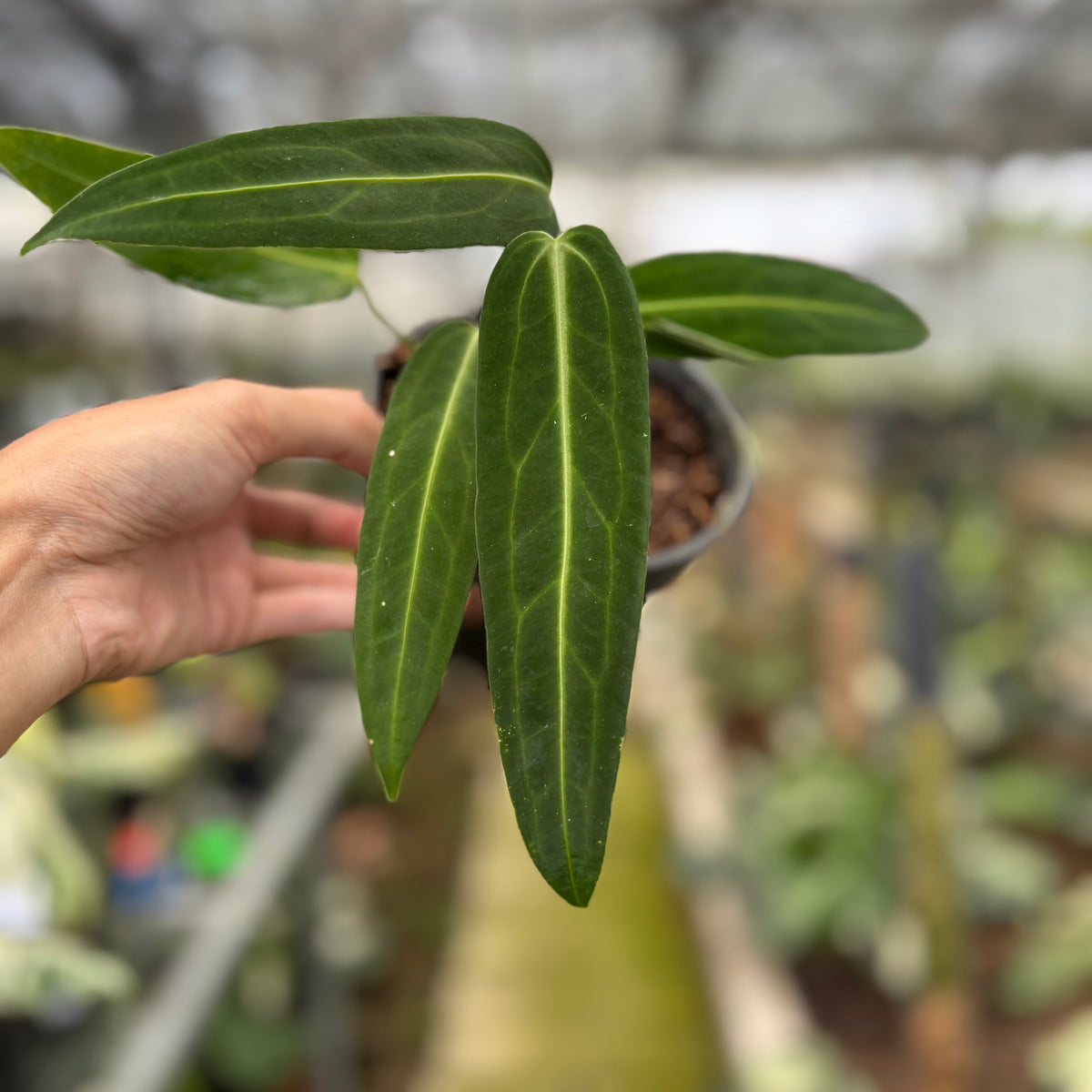 RP19-10 Anthurium Warocqueanum