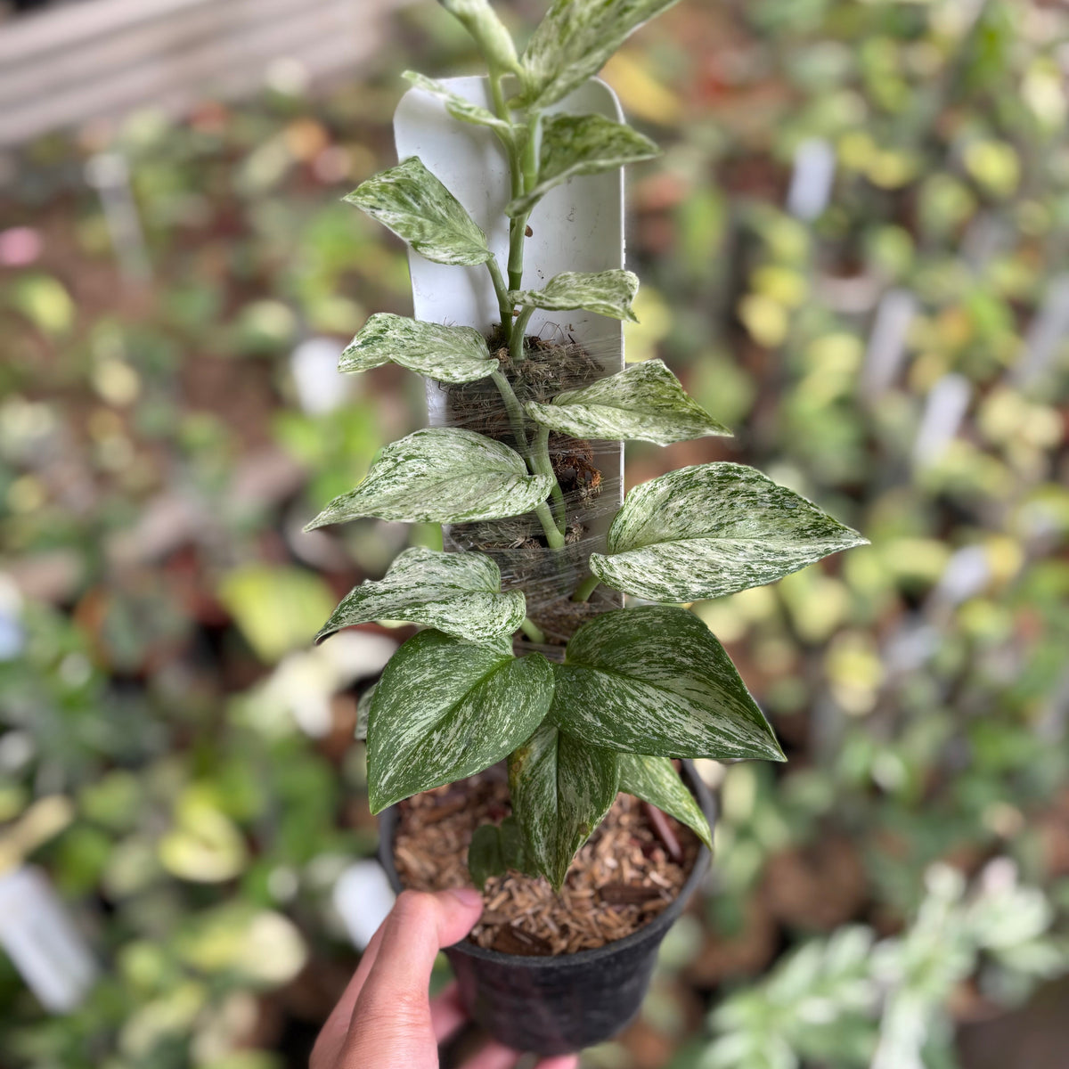 Scindapsus Moonlight Galaxy