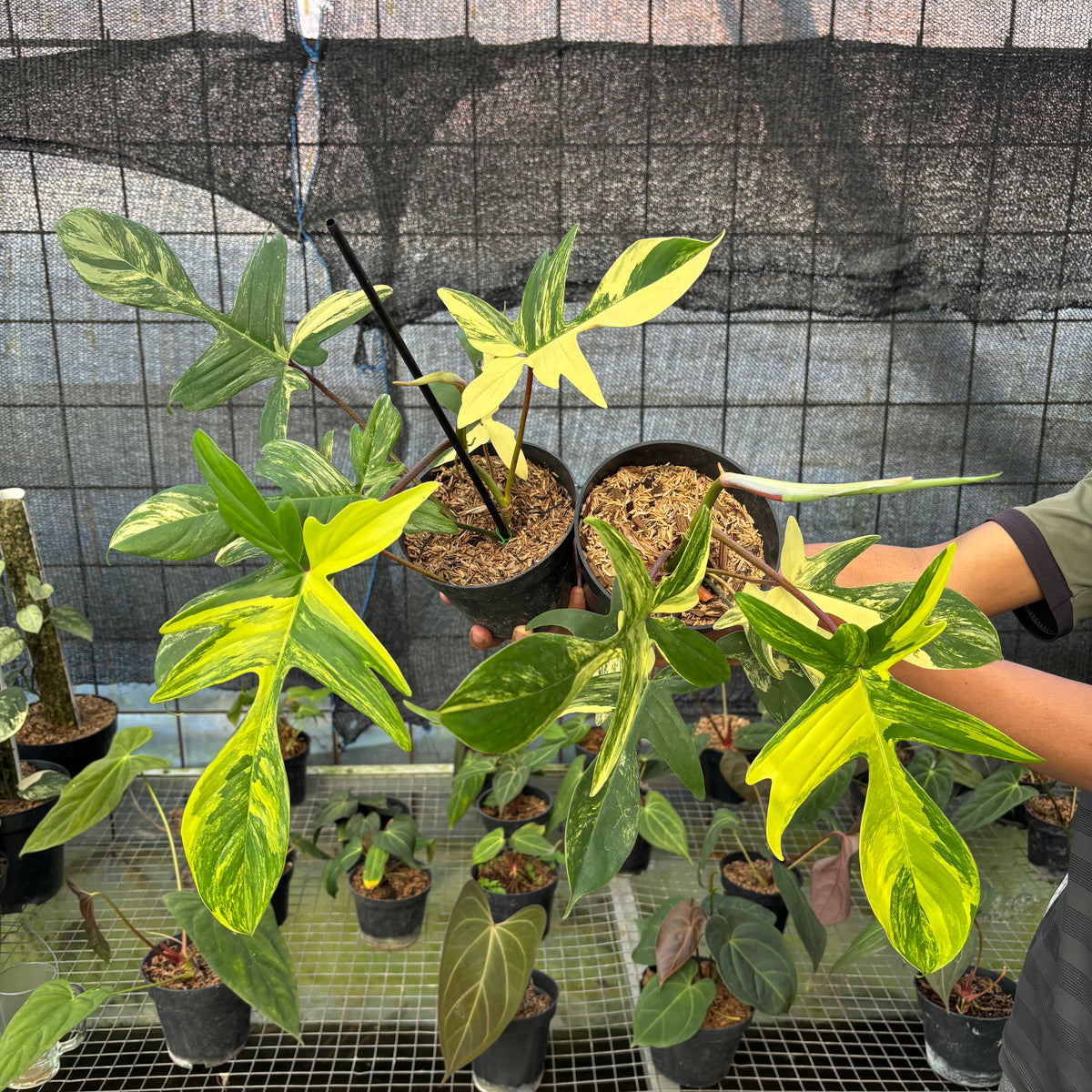 RP28-9 Philodendron Florida Beauty Mature Size (2 pcs)