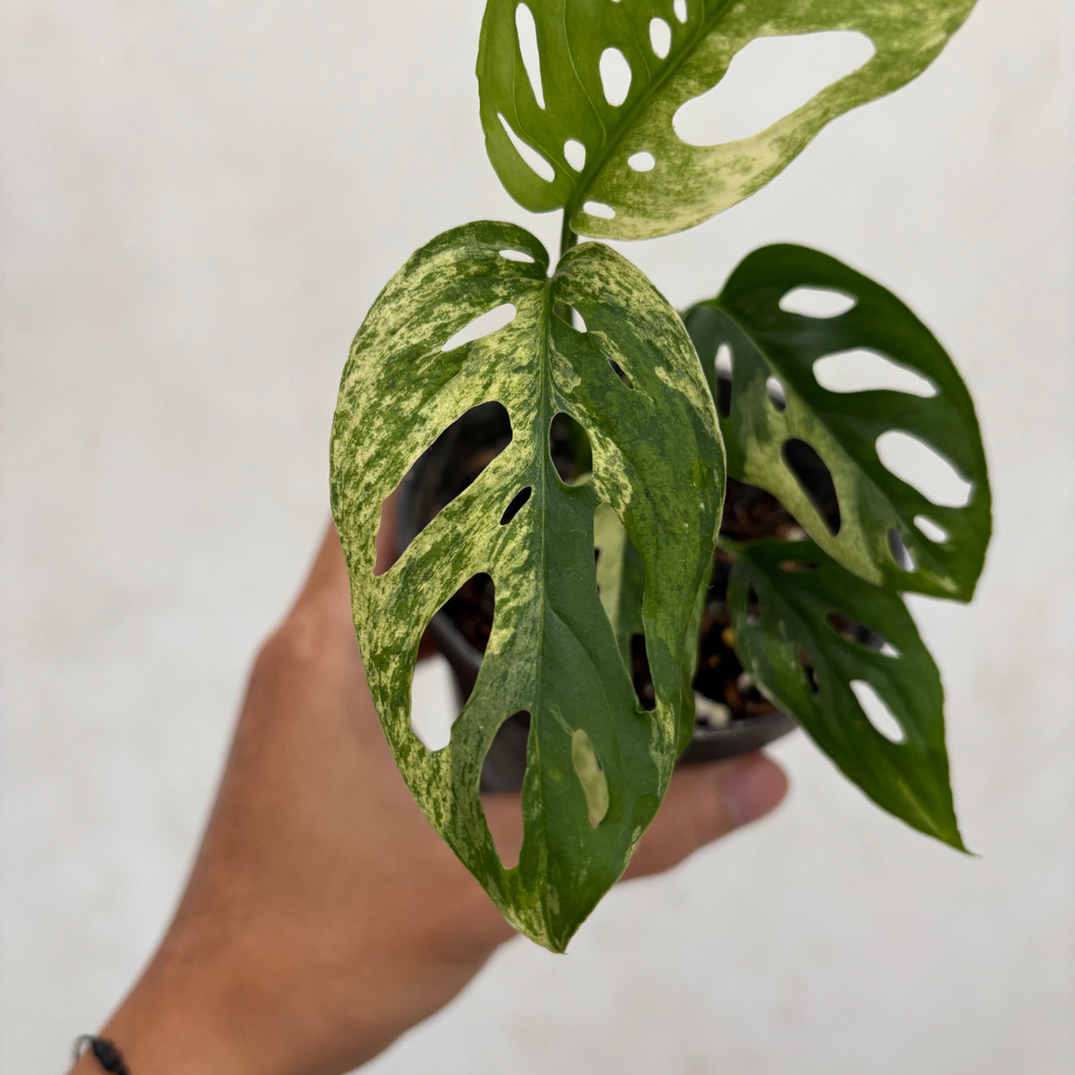 Monstera Blanchetii Variegated