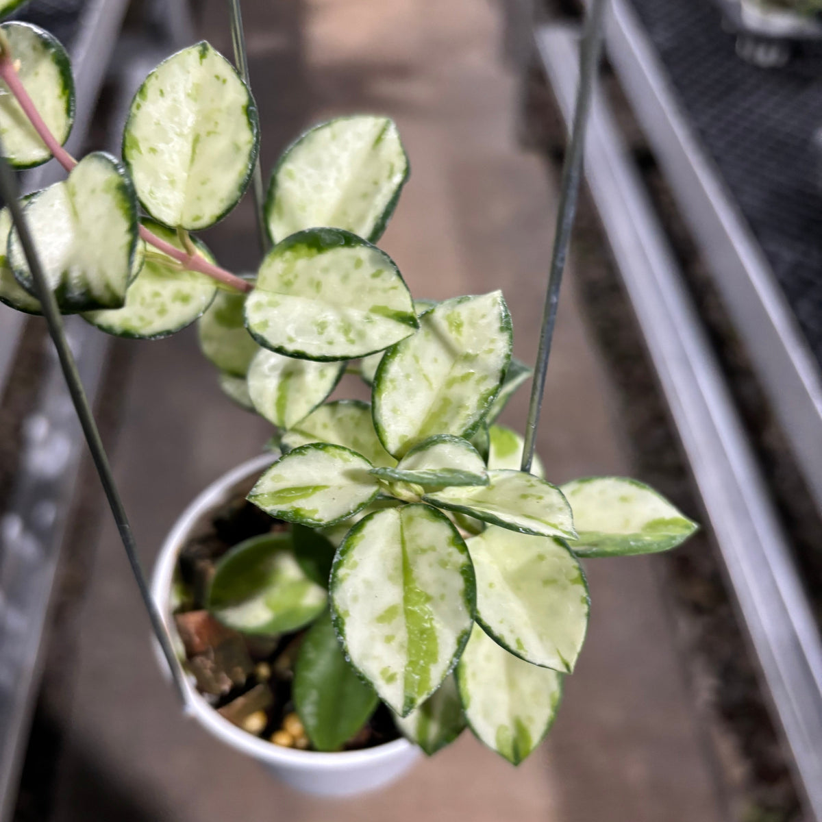 Hoya Mathilde Inner Variegated