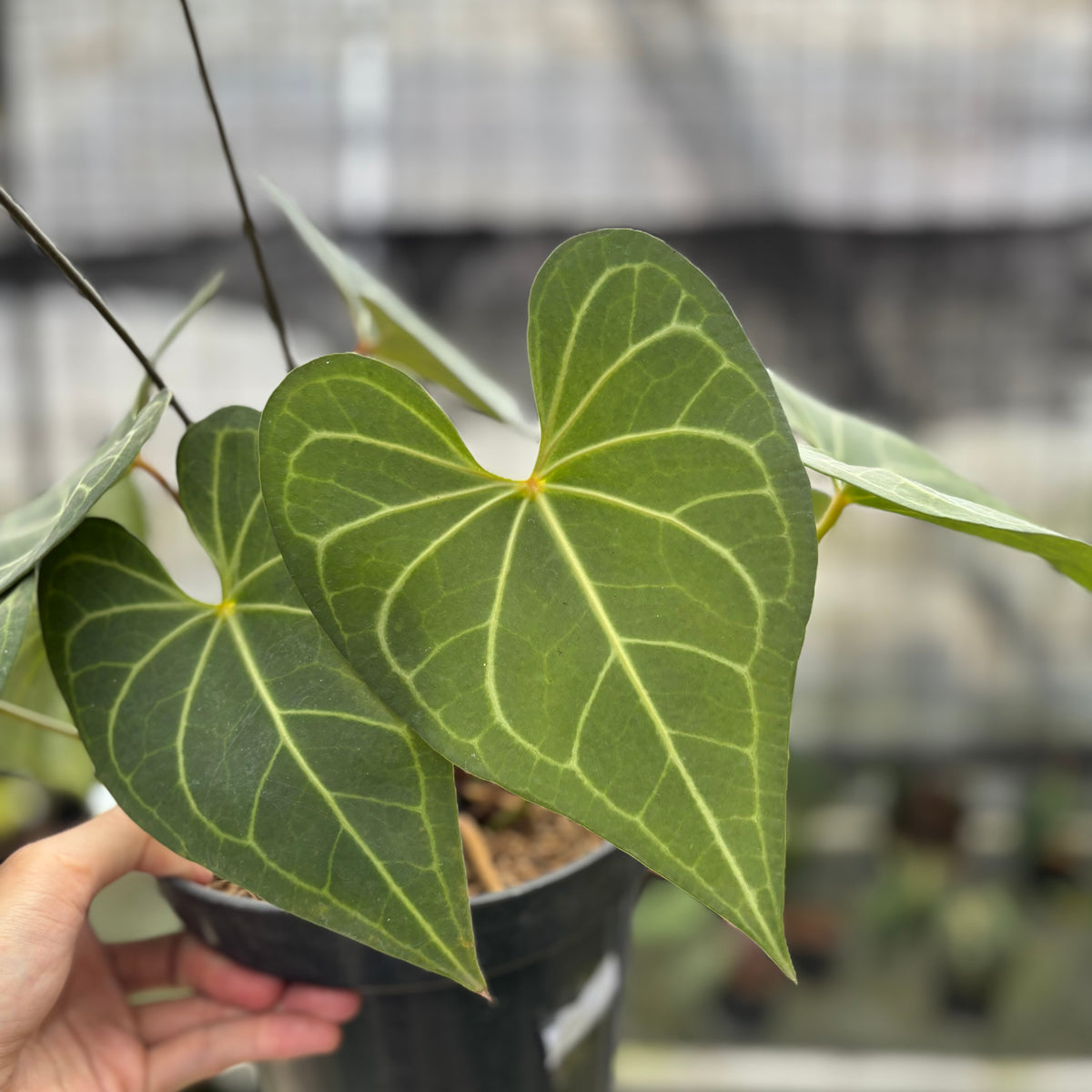 RP5-10 Anthurium Clarinervium Hybrid