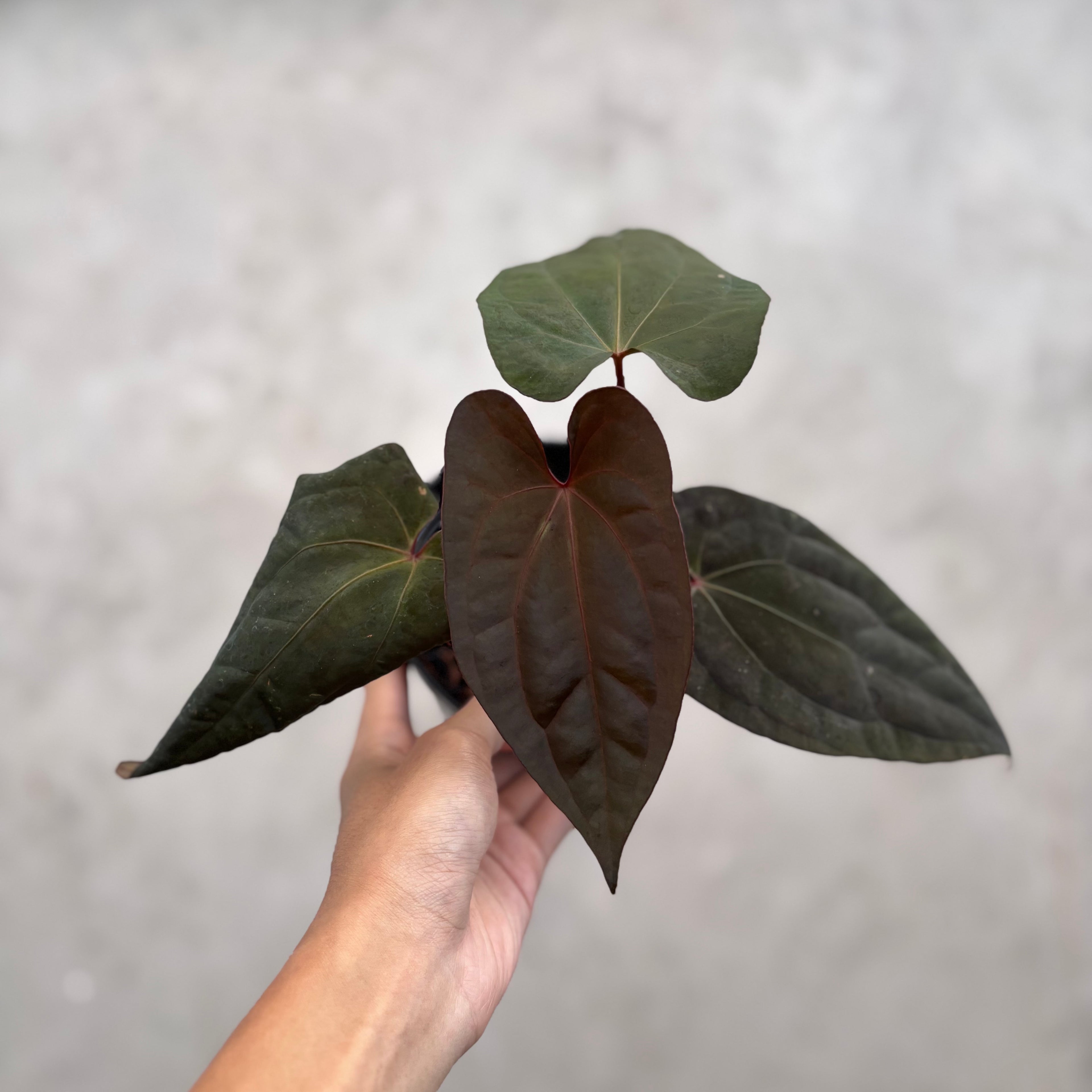 Anthurium Night Dragon