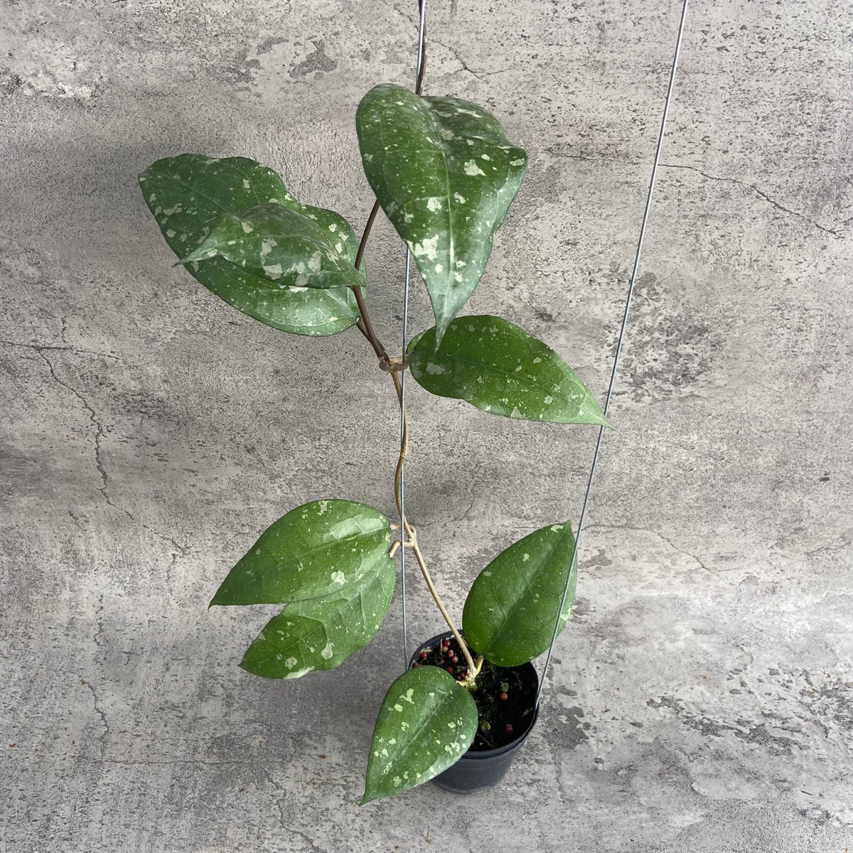 RP41-10 Hoya Bird of Paradise