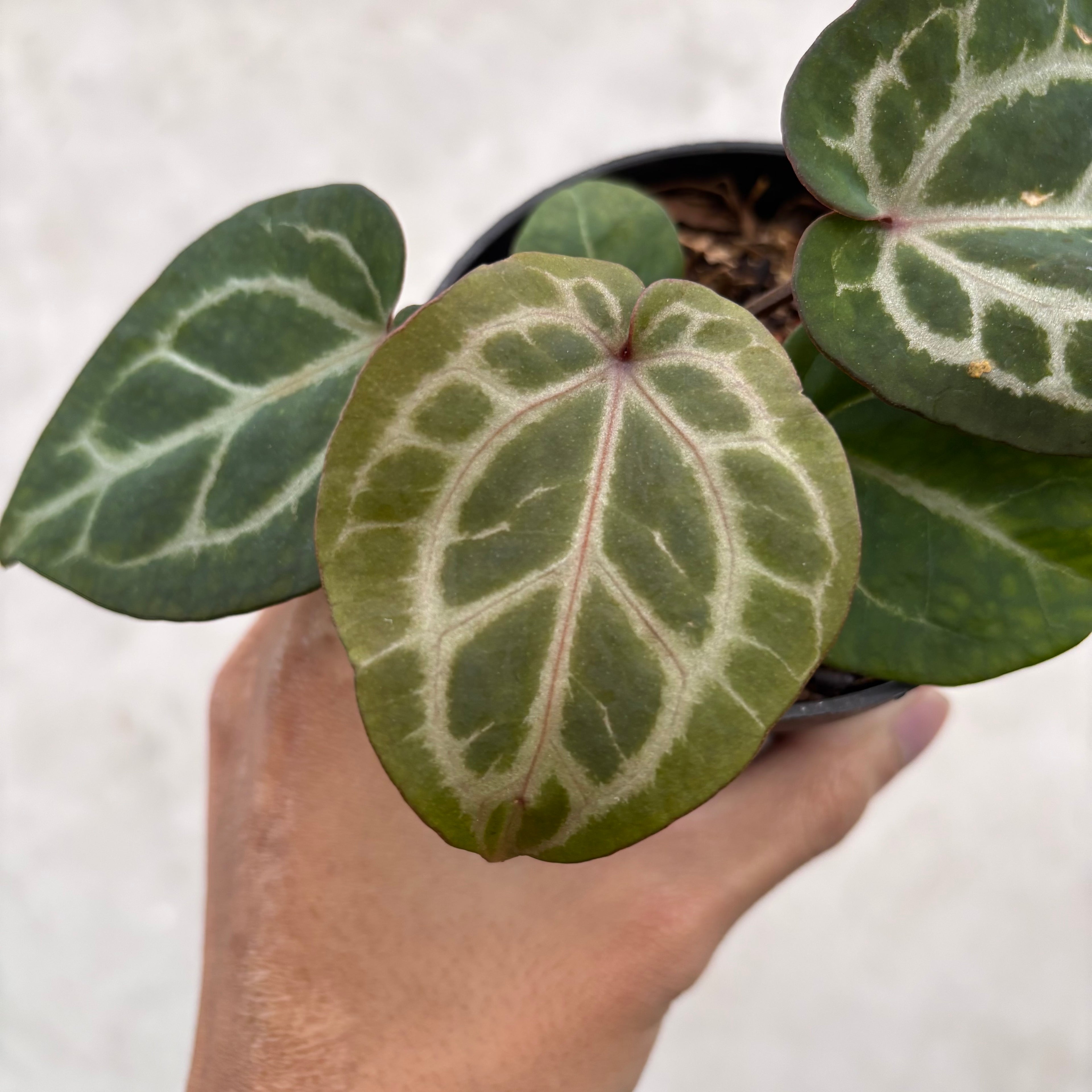 Anthurium Chocolate x Red Crystallinum