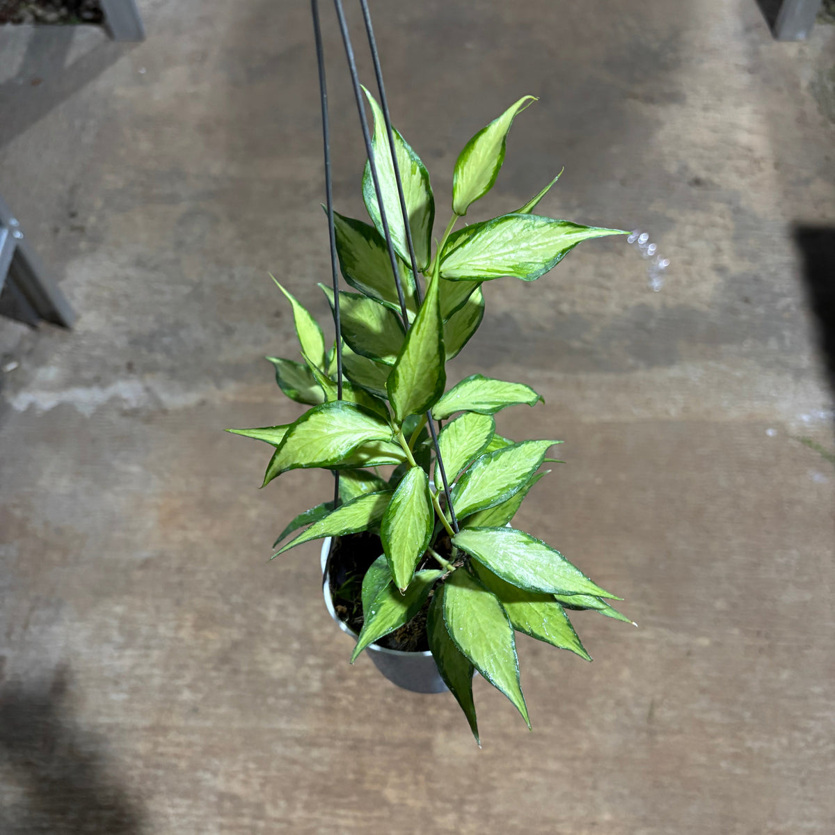 Hoya Polyneura Inner Variegated