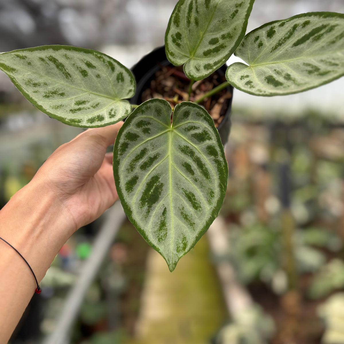RP24-10 Anthurium Silver Chrome Full Silver