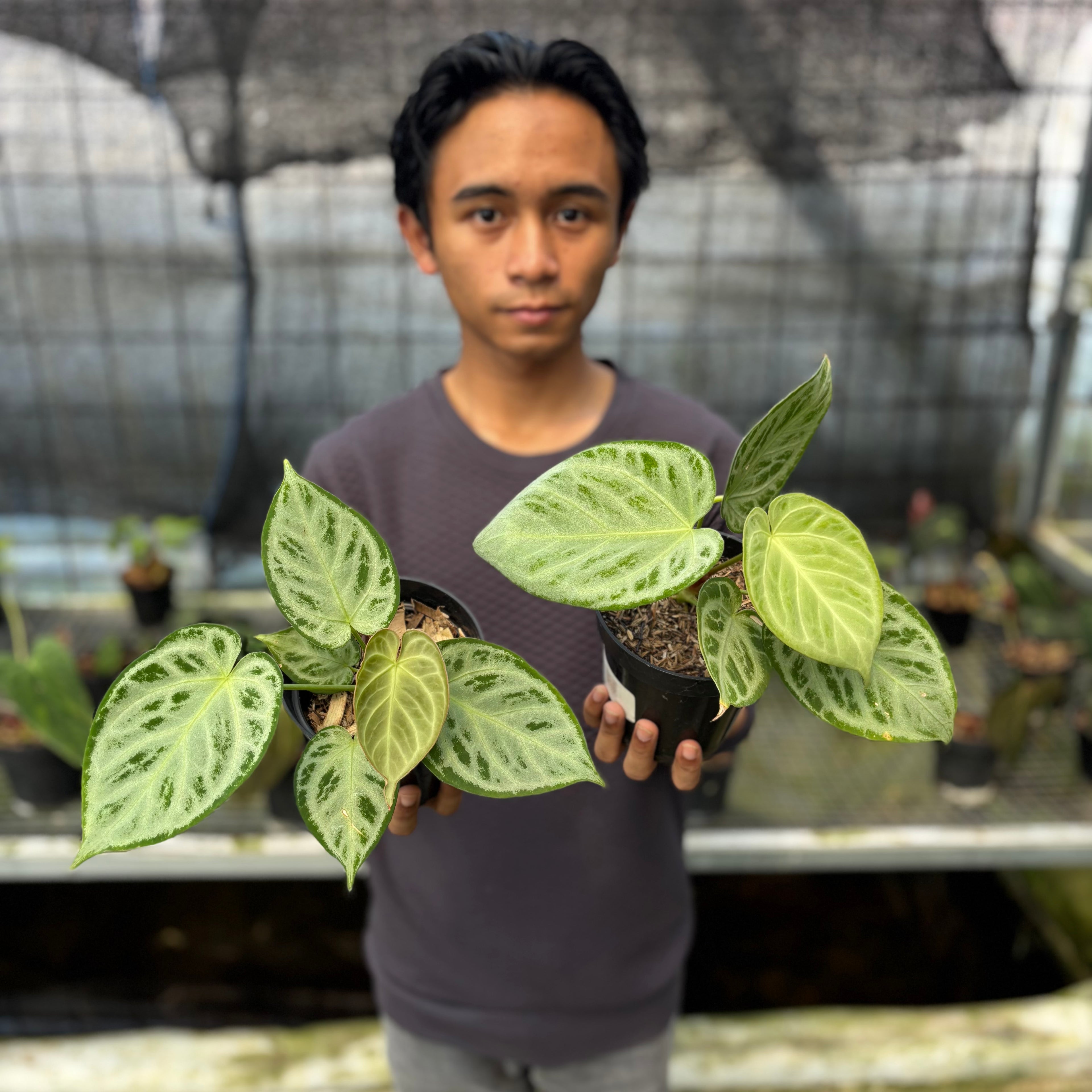 RP6-9 Anthurium Silver Chrome Full Silver (2 pcs)
