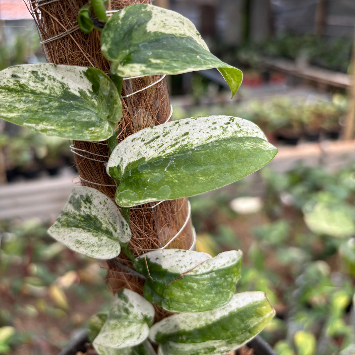 Rhaphidophora Korsthalsii Albo