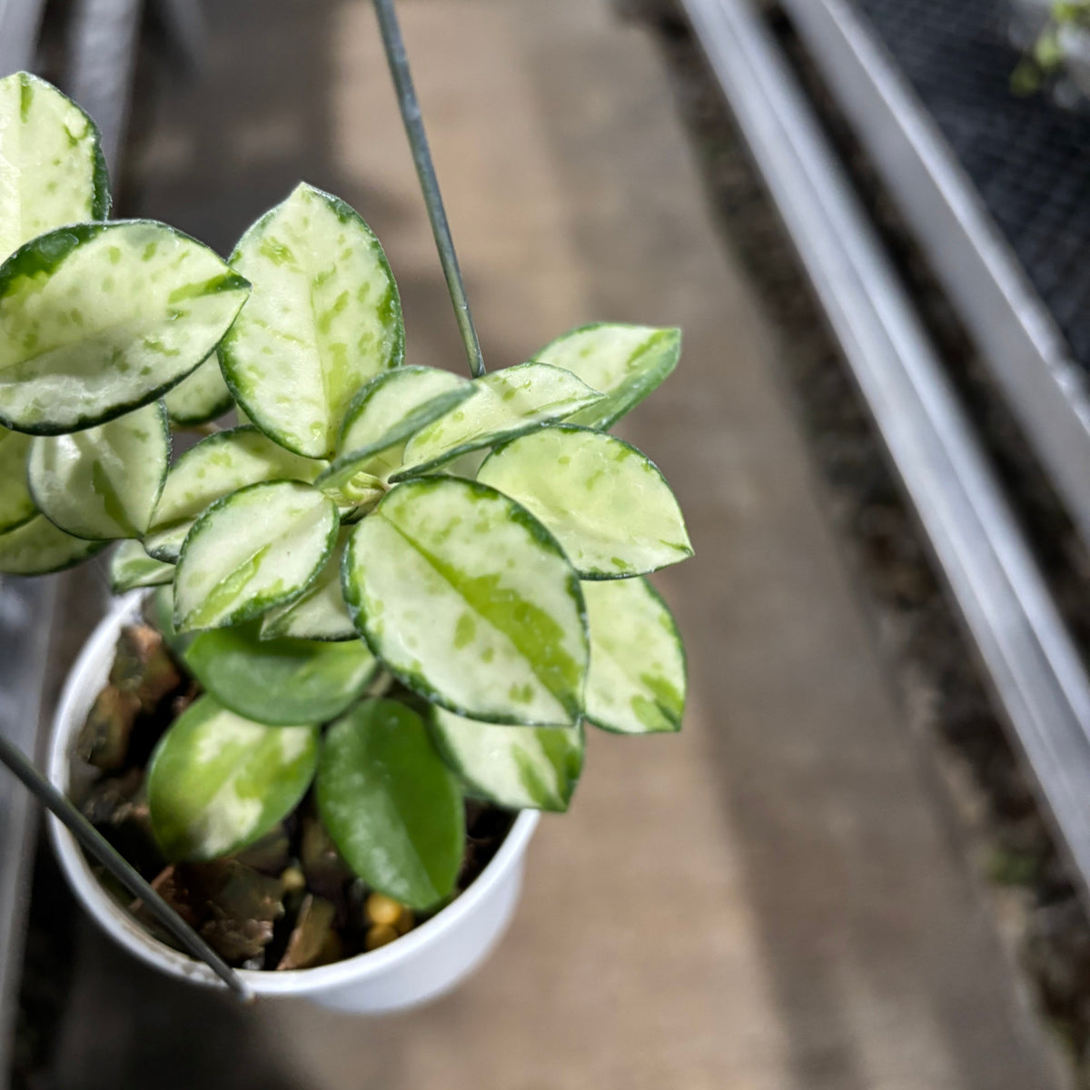 Hoya Mathilde Inner Variegated