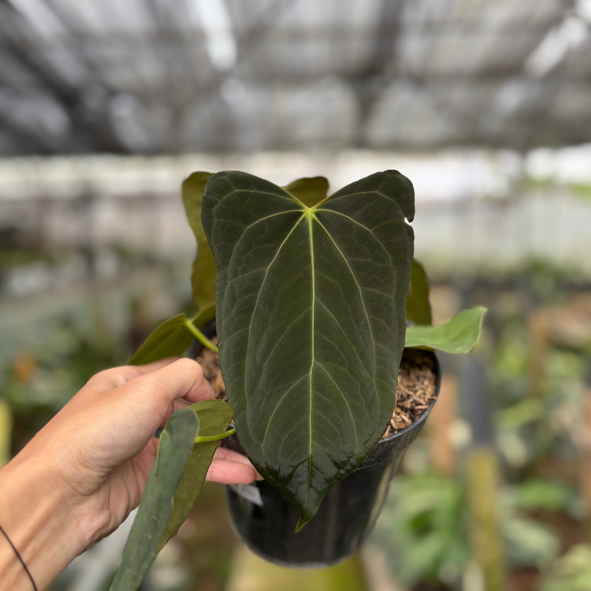RP9-10 Anthurium Fortsherman x GOG