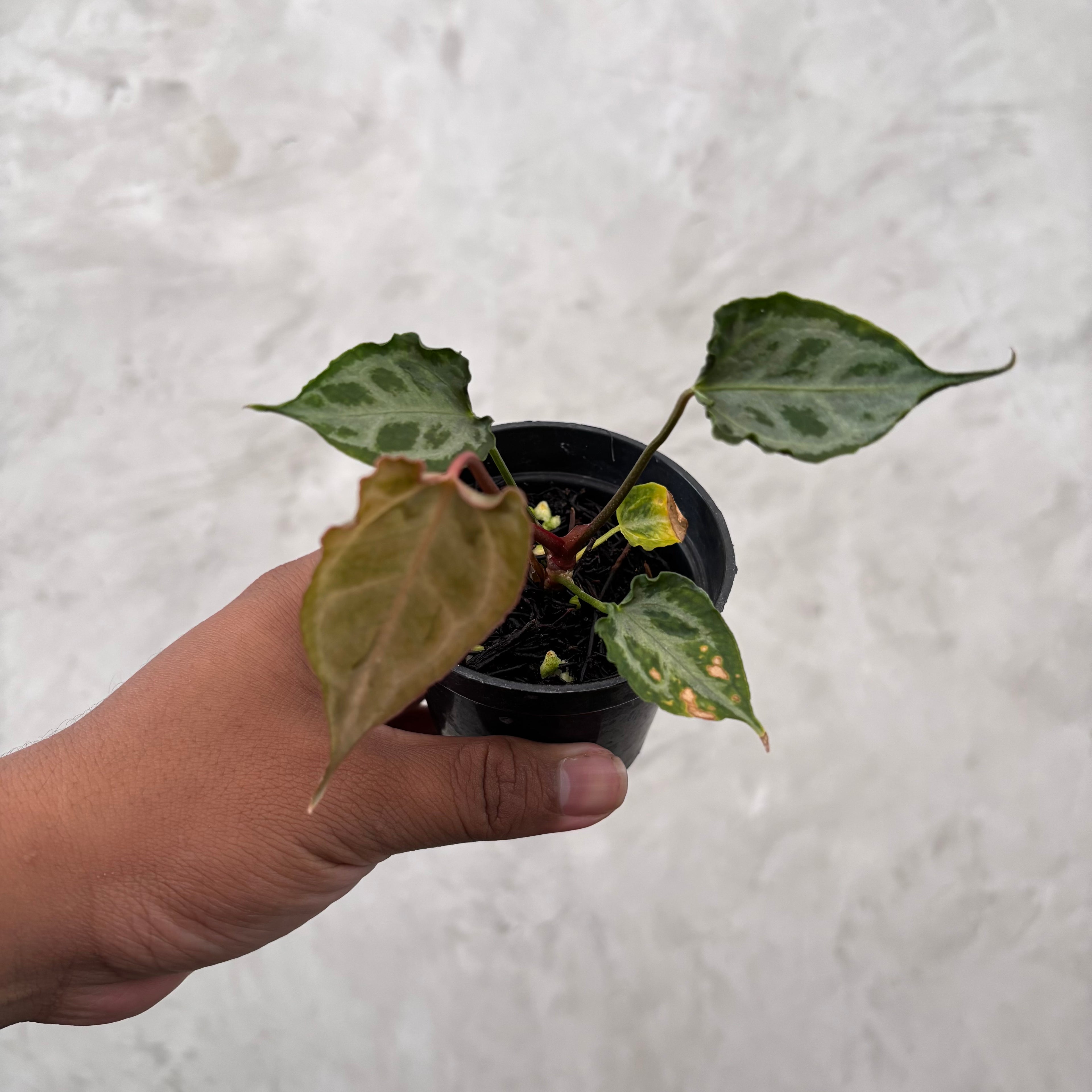 Anthurium Muchlis x Red Crystallinum Selected