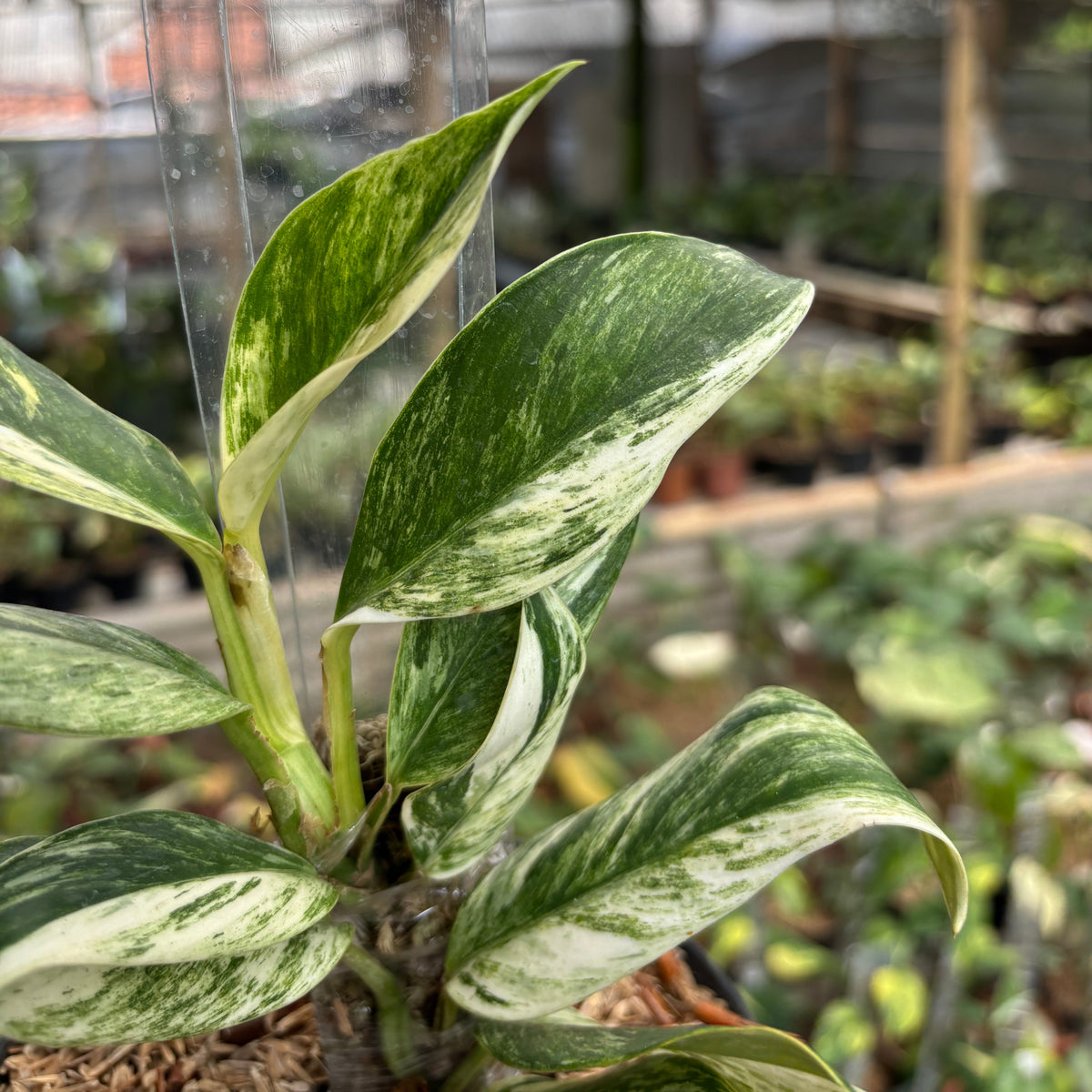 Rhaphidophora Elliptifolia Variegated