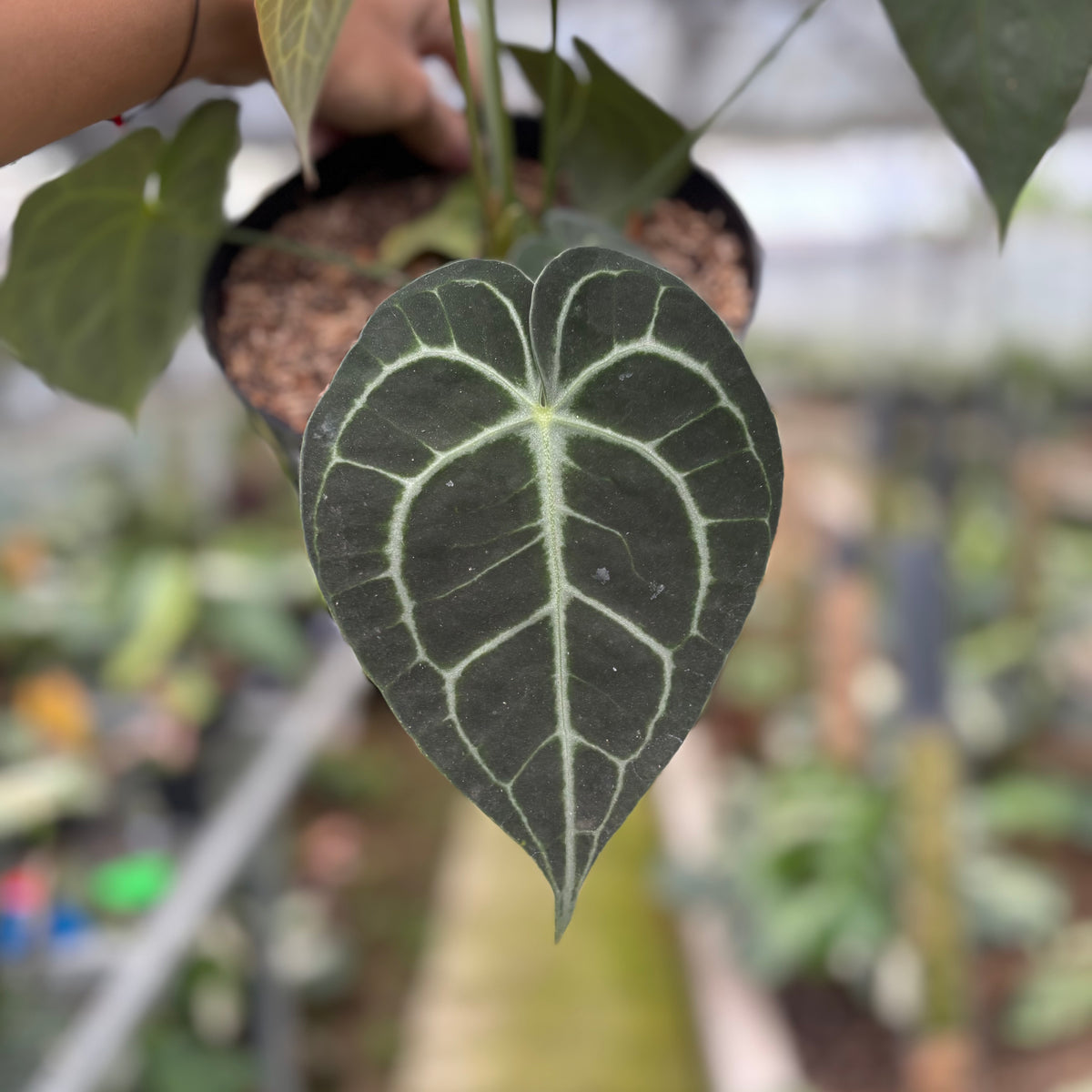 RP13-10 Anthurium Clarinervium Medium Size