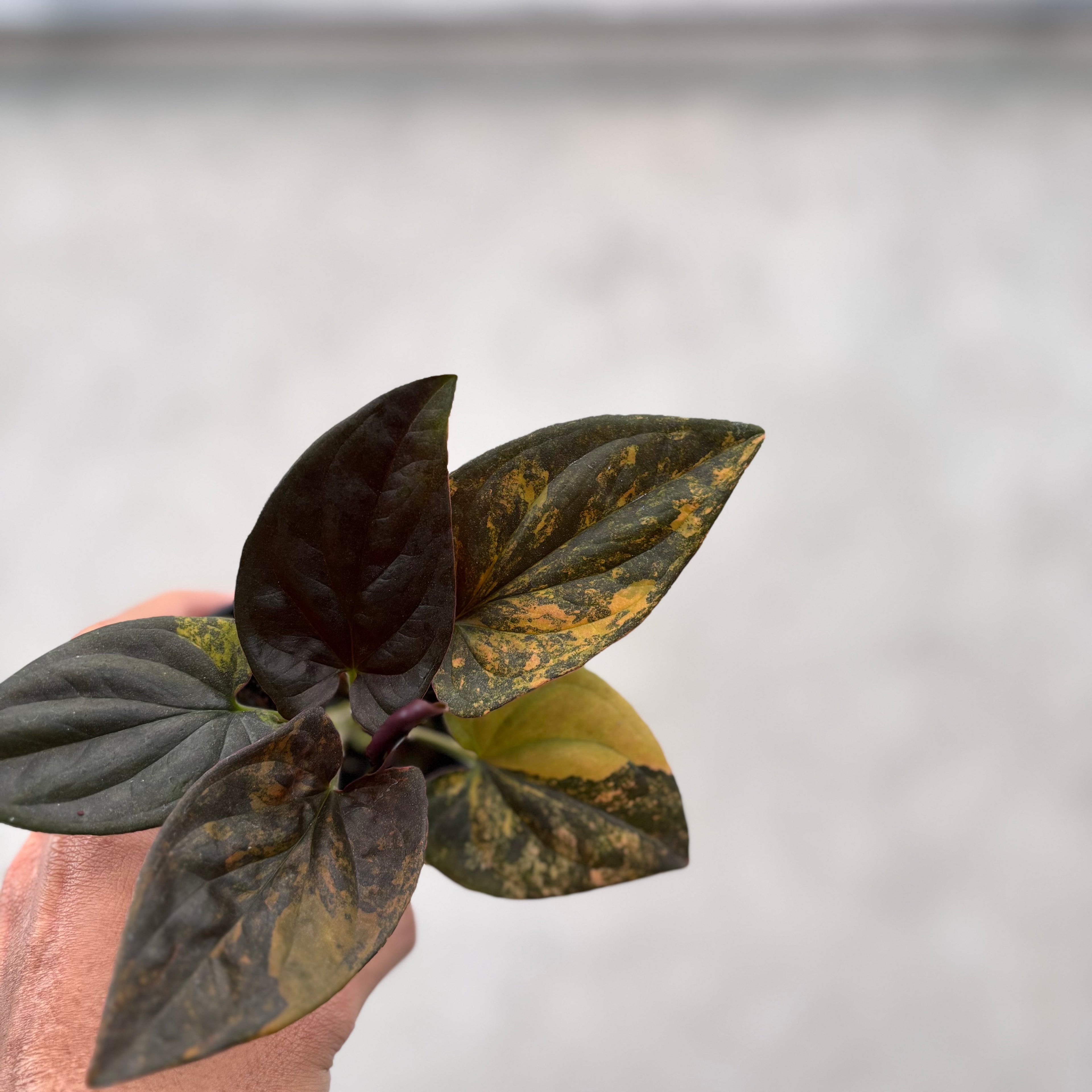 Syngonium Red Arrow