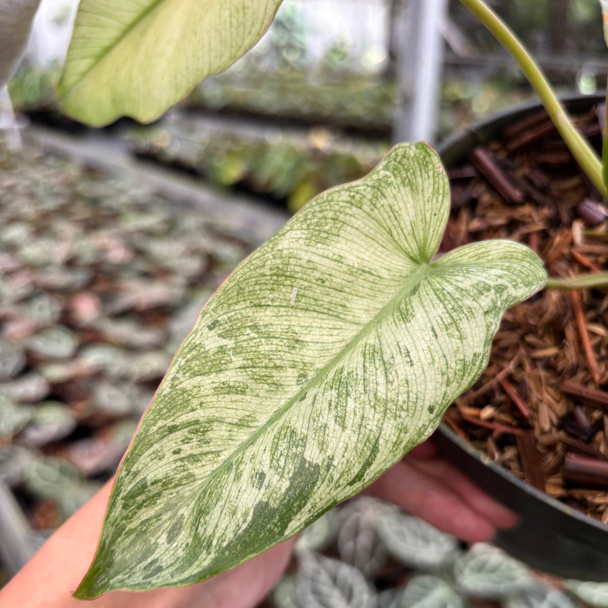 Philodendron Paraiso Verde Mint