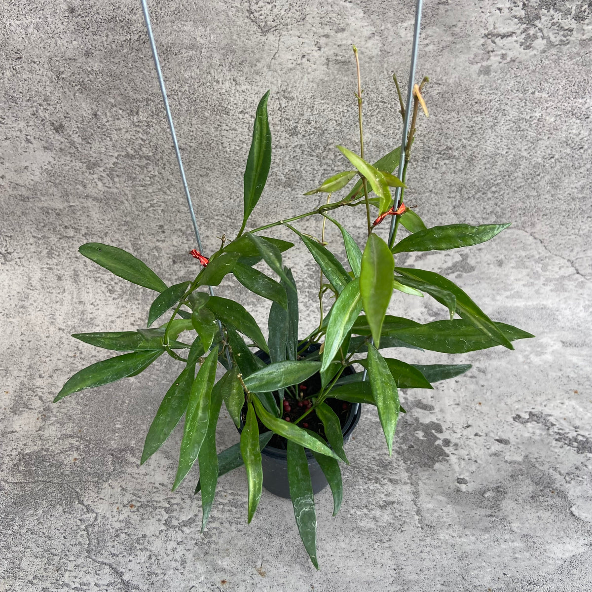 RP63-10 Hoya Tsangii Inner Variegated