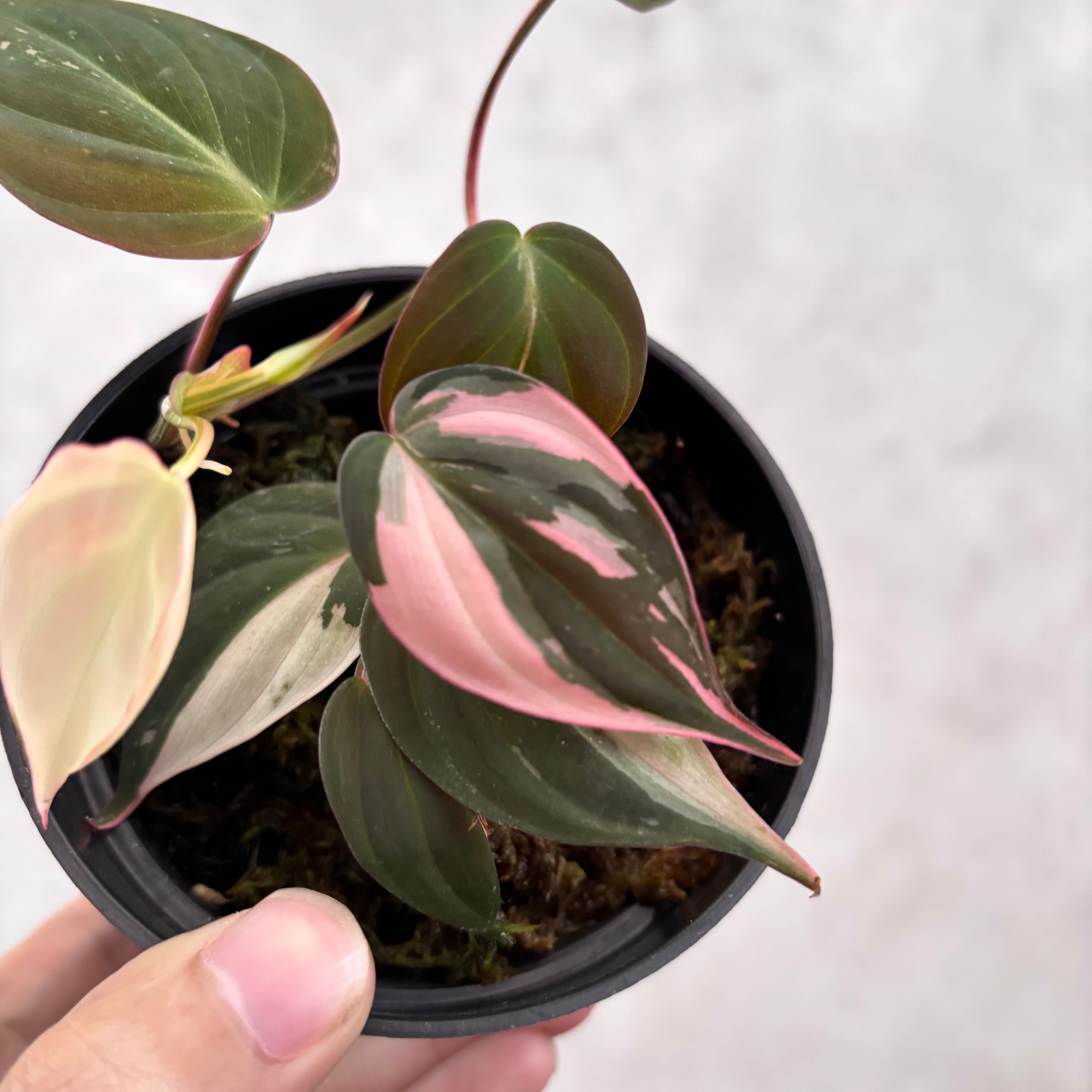 Philodendron Mican Pink Variegated