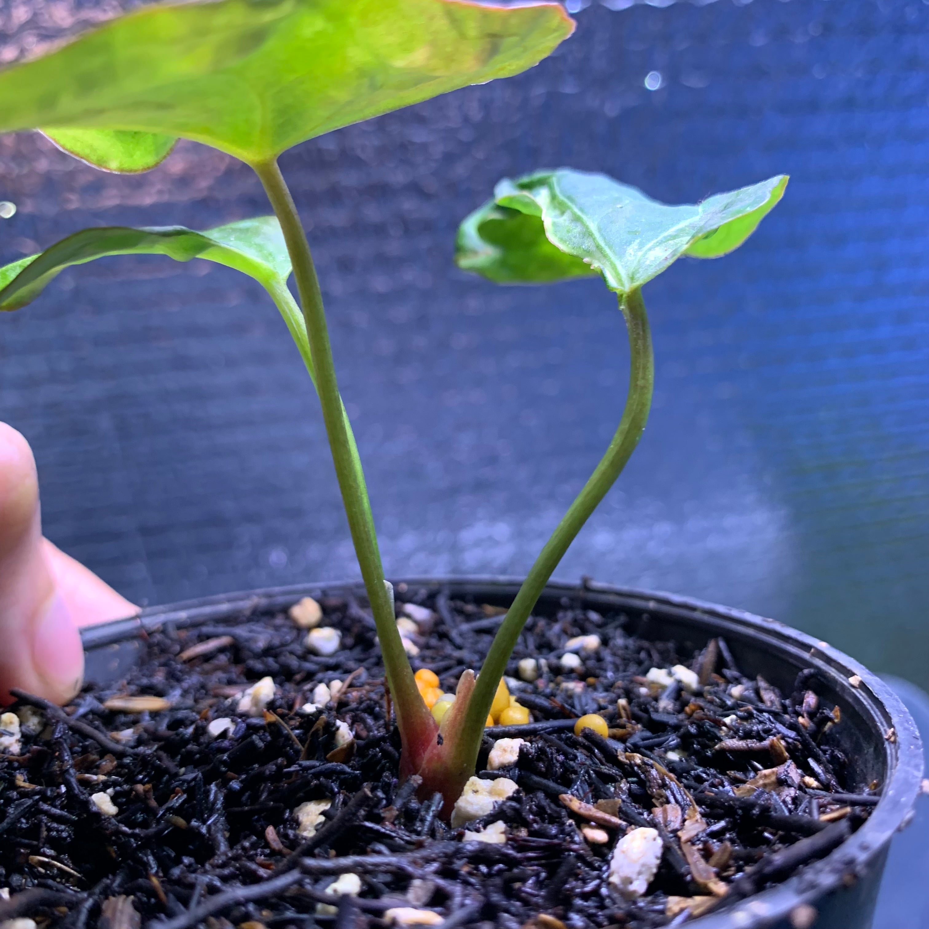 RP67-8 Anthurium Papilillaminum Mutation