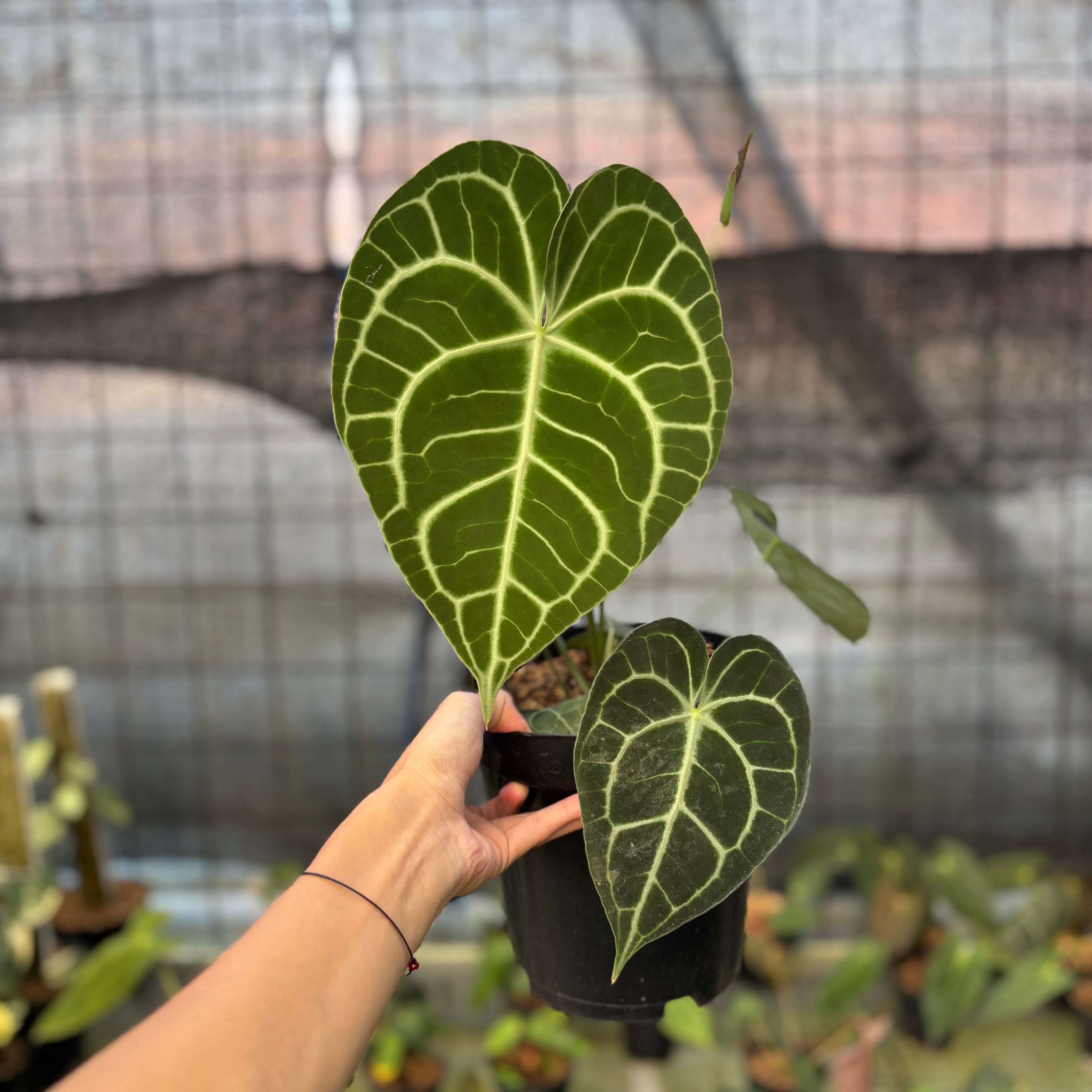 RP15-9 Anthurium Clarinervium Medium Size
