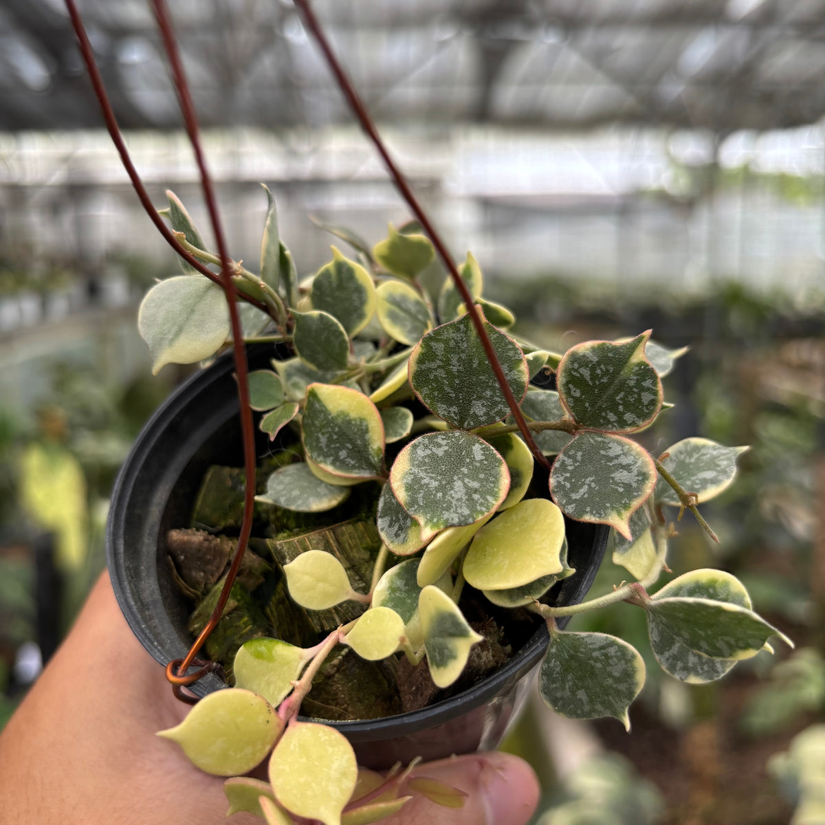 RP23-10 Hoya Curtisii Albomarginata "Tiara"