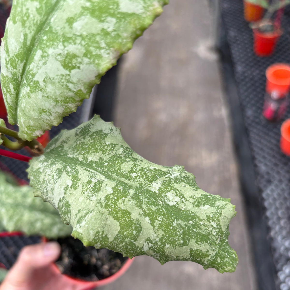 Hoya Undulata Purple Silver