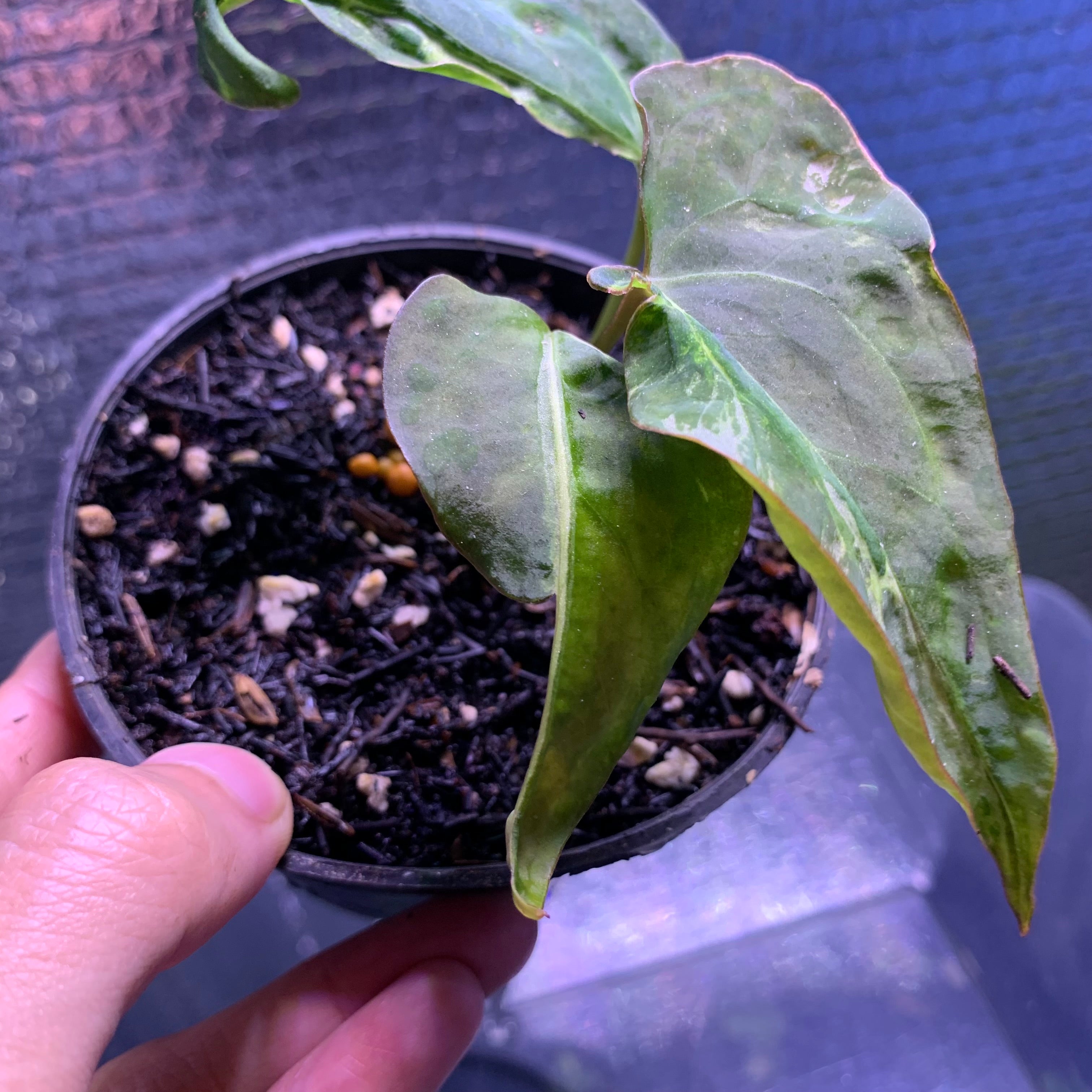 RP67-8 Anthurium Papilillaminum Mutation