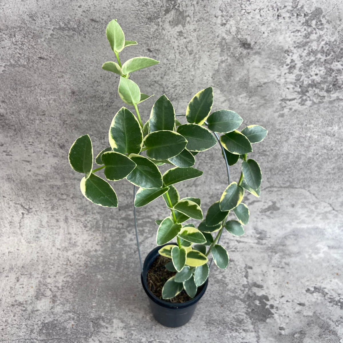 RP49-10 Hoya Cumingiana Albomarginata