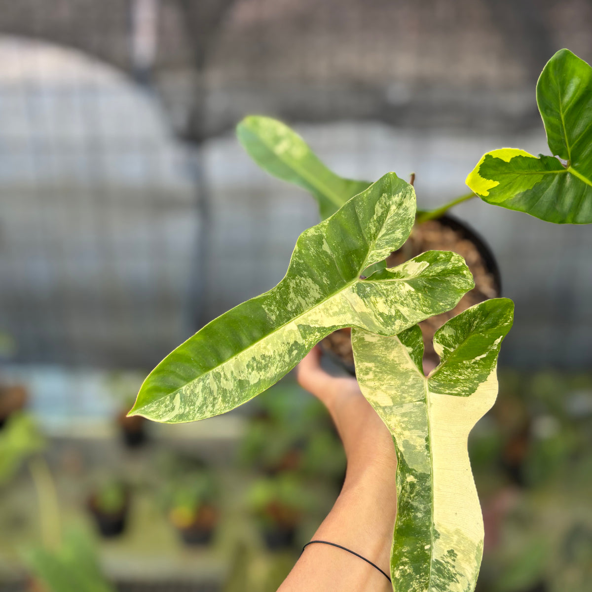 RP14-9 Philodendron Domesticum x Atabaphoense Variegated