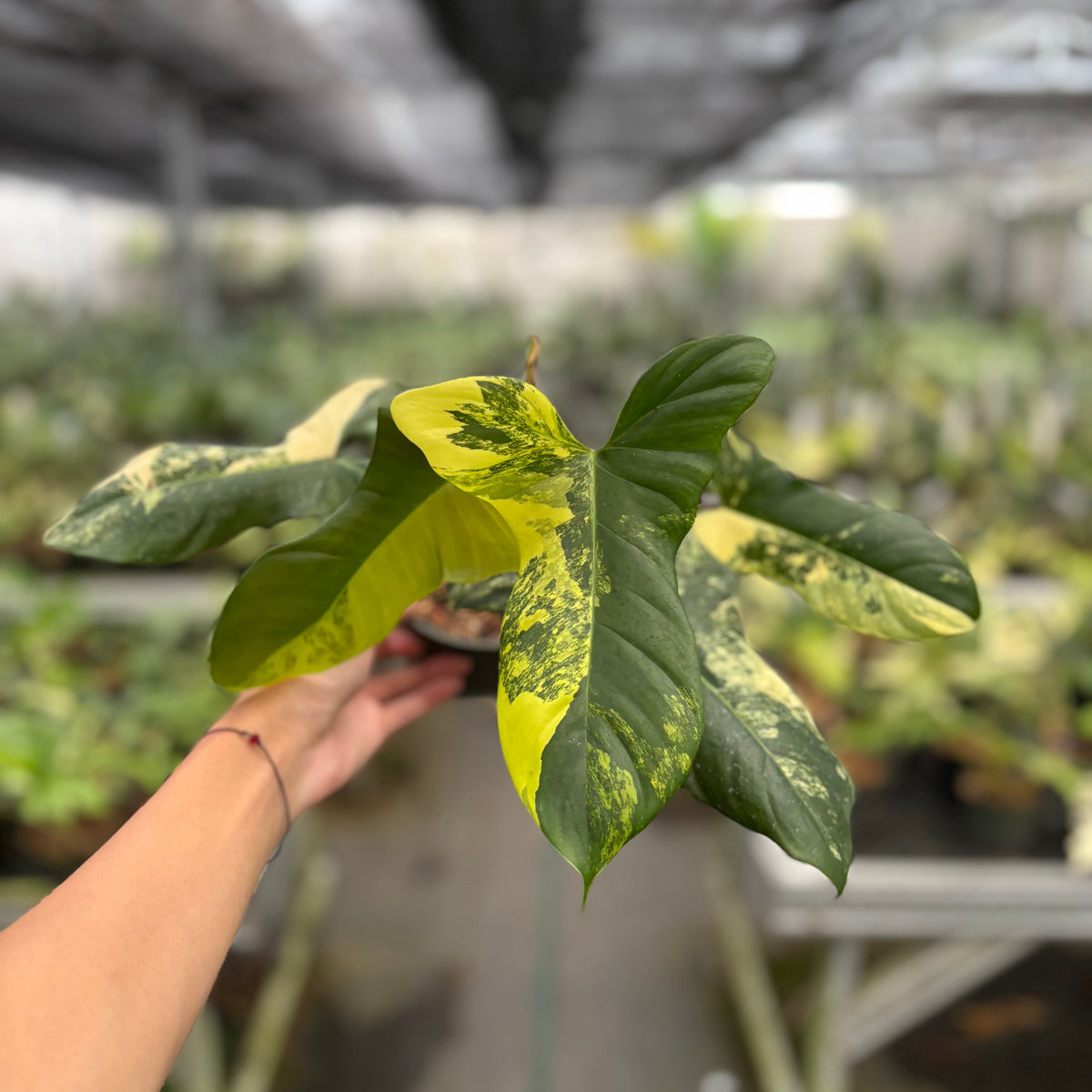 Philodendron Florida Beauty x Lupinum