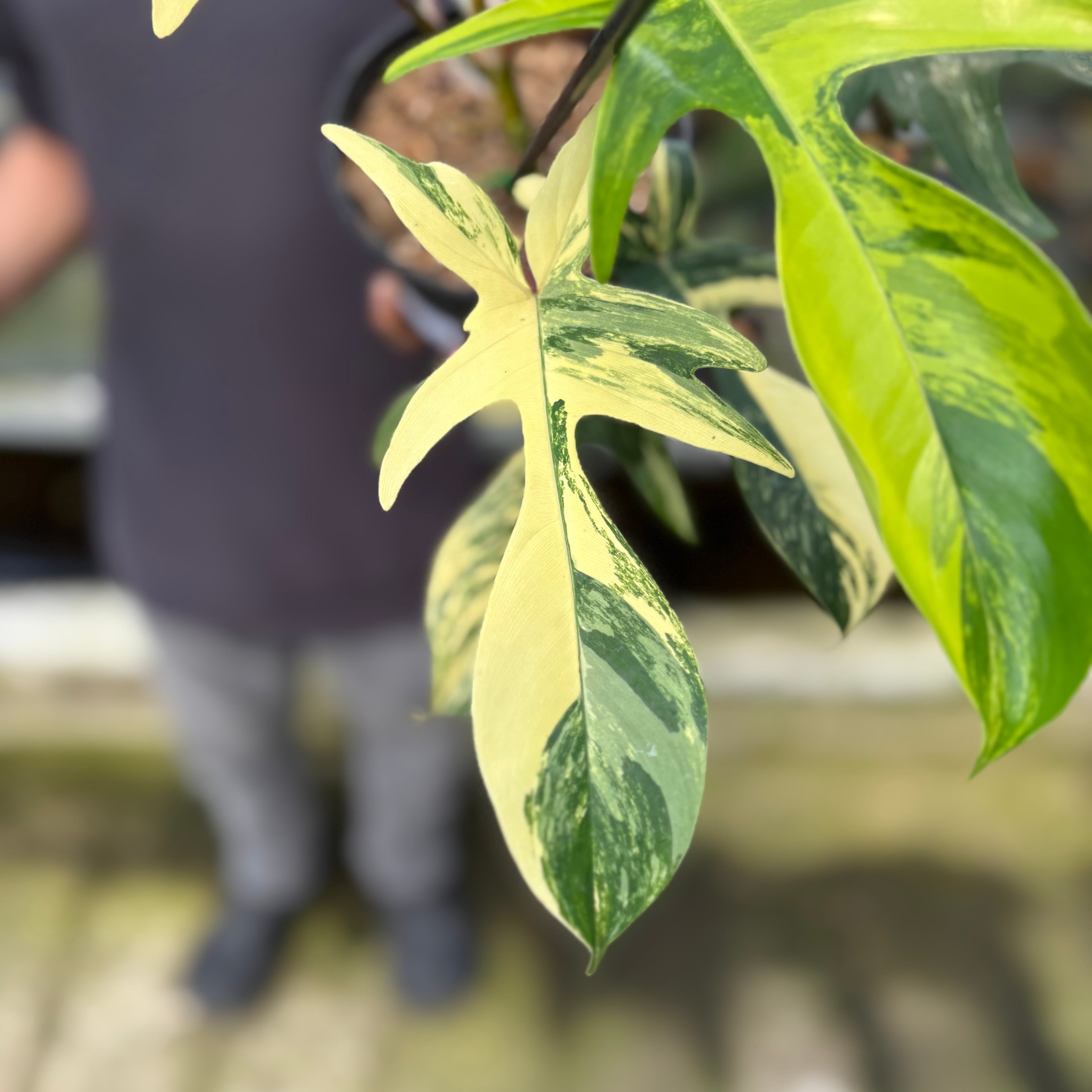 RP3-9 Philodendron Florida Beauty Mature Size (2 pcs)