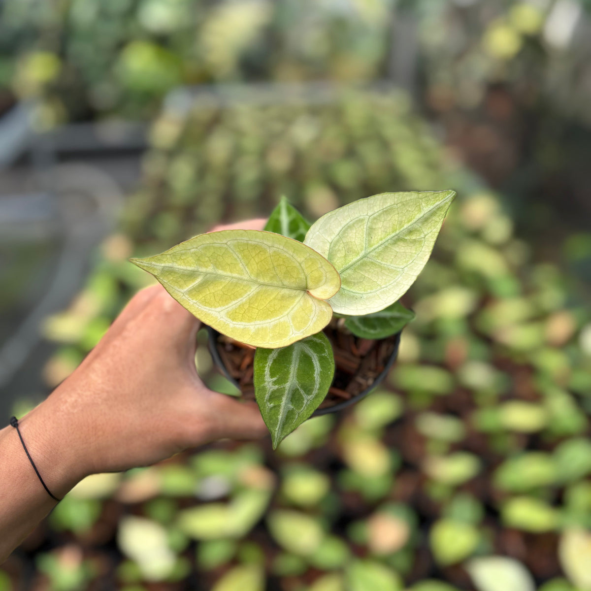 Anthurium Silver Hope Mint x Red Tiger