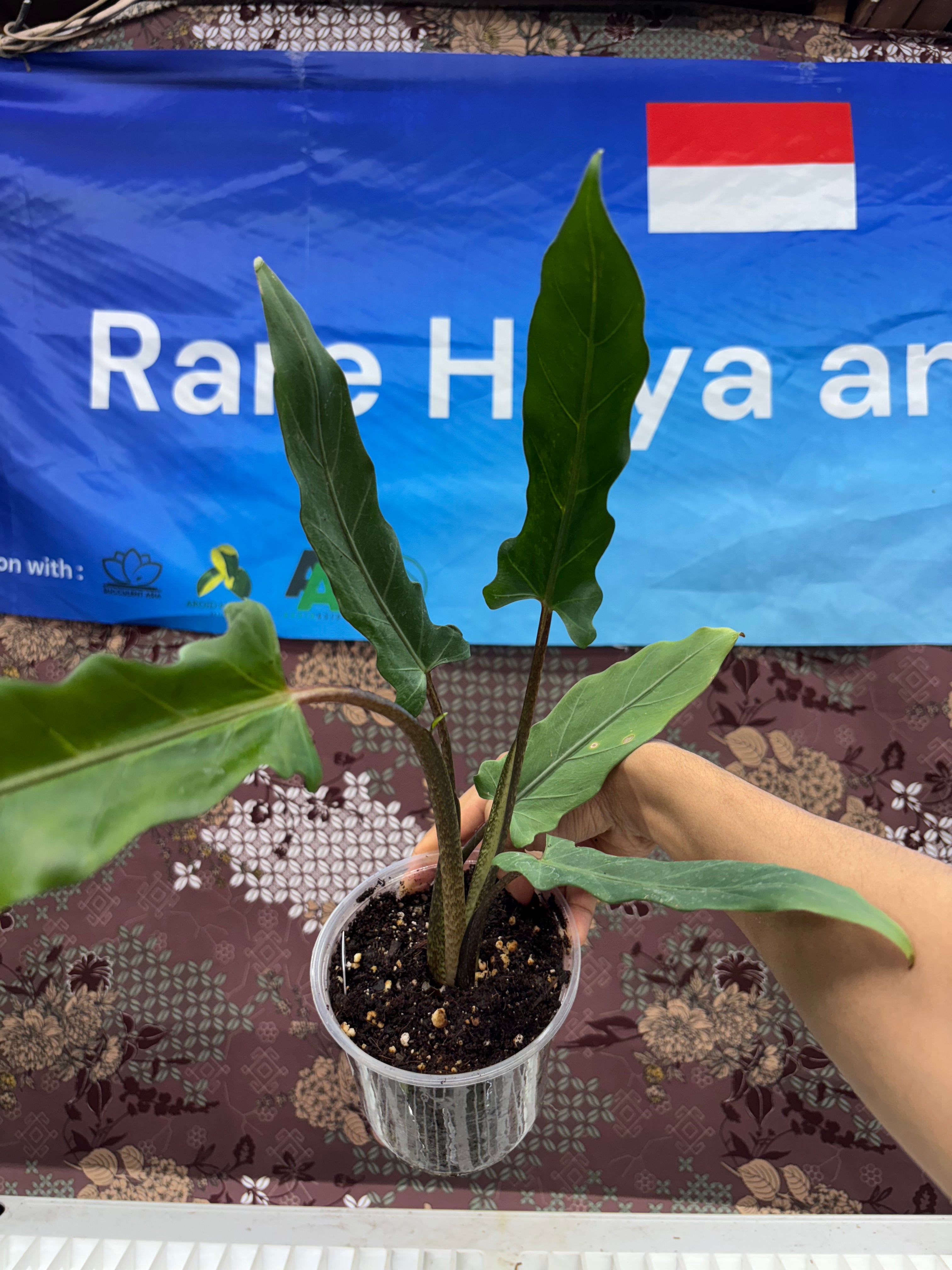 A01003 Alocasia Purple Sword