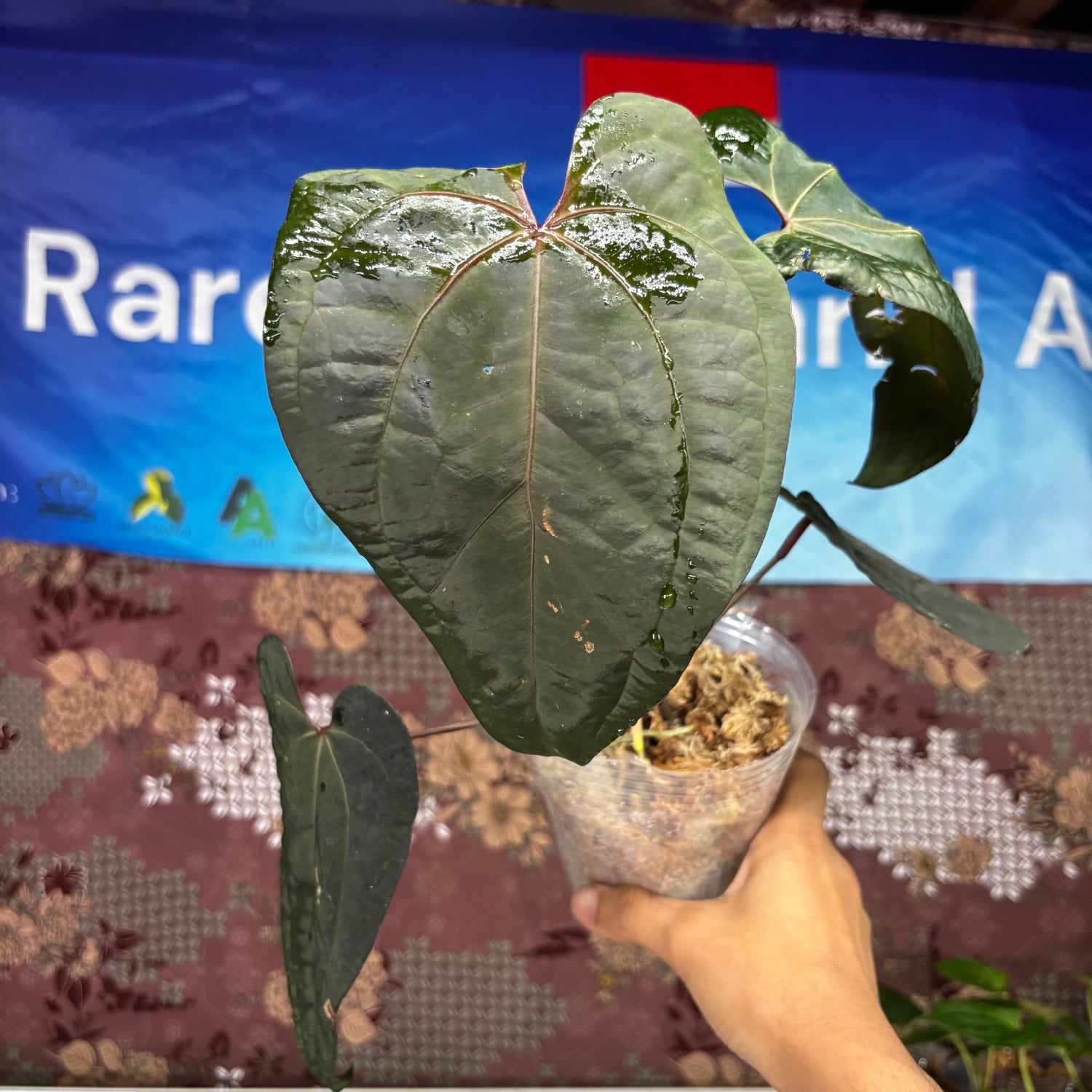 A701 Anthurium Ace Of Spades x Red Velvet Dark Phoenix