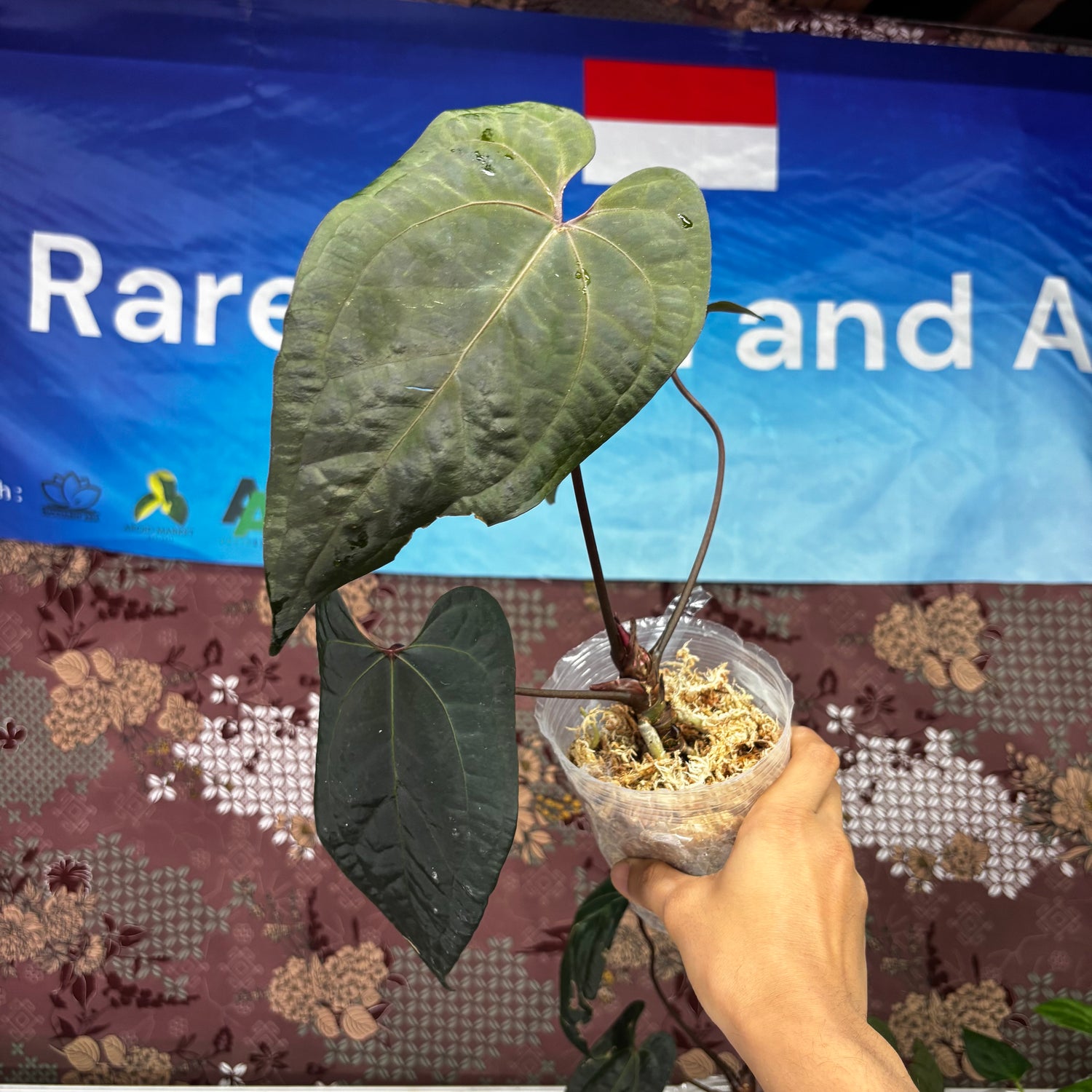 A702 Anthurium Ace Of Spades x Red Velvet Dark Phoenix