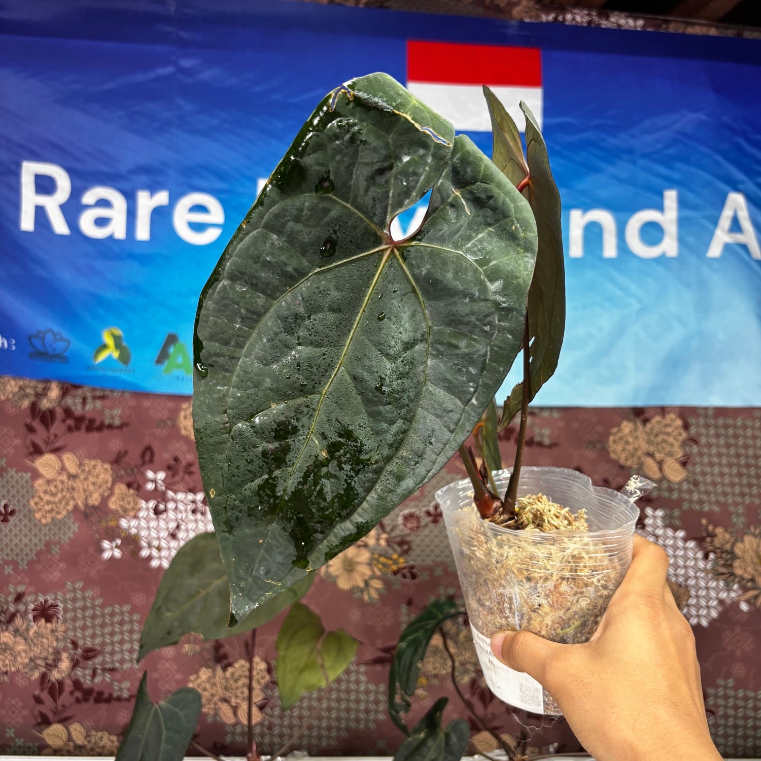 A703 Anthurium Ace Of Spades x Red Velvet Dark Phoenix