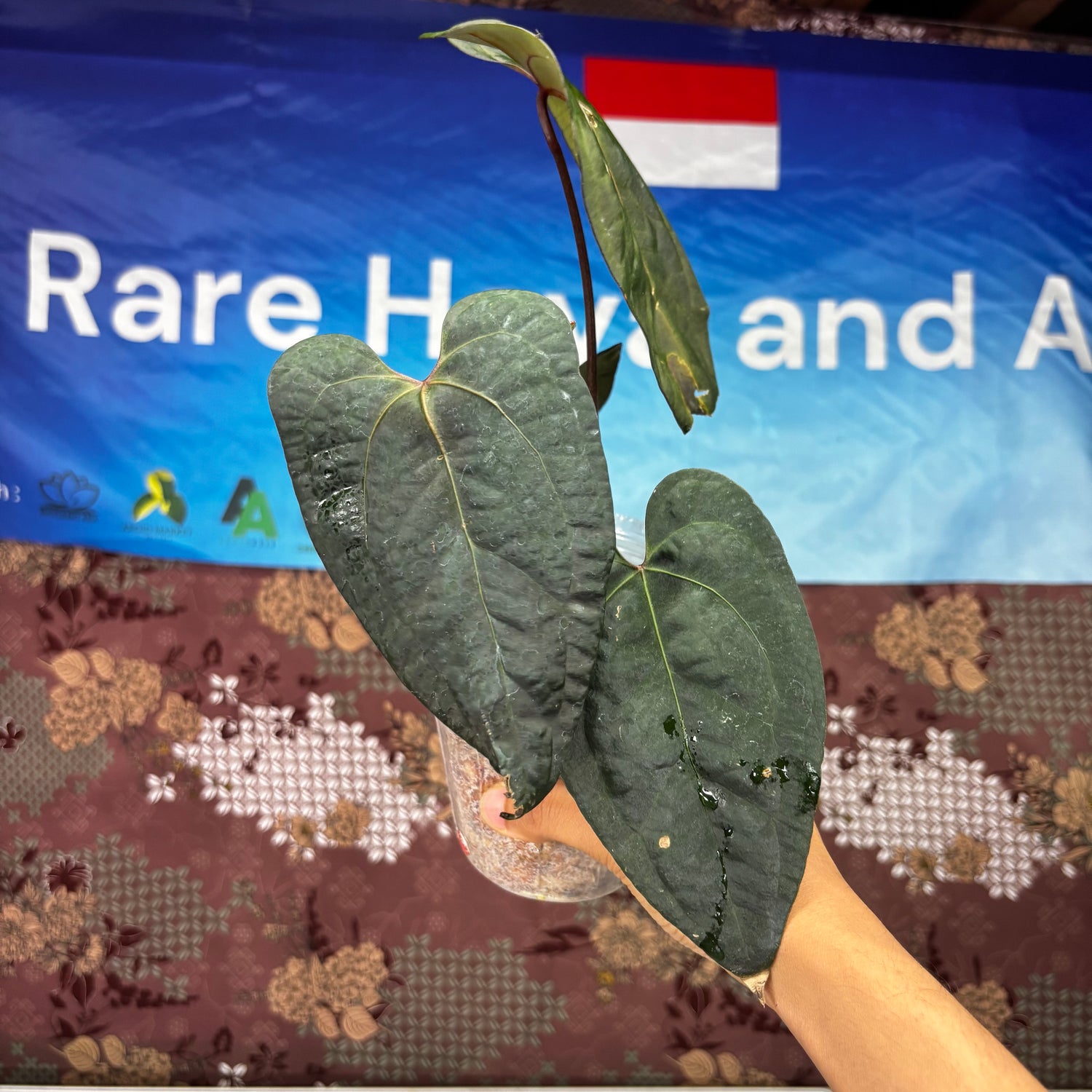 A704 Anthurium Ace Of Spades x Red Velvet Dark Phoenix