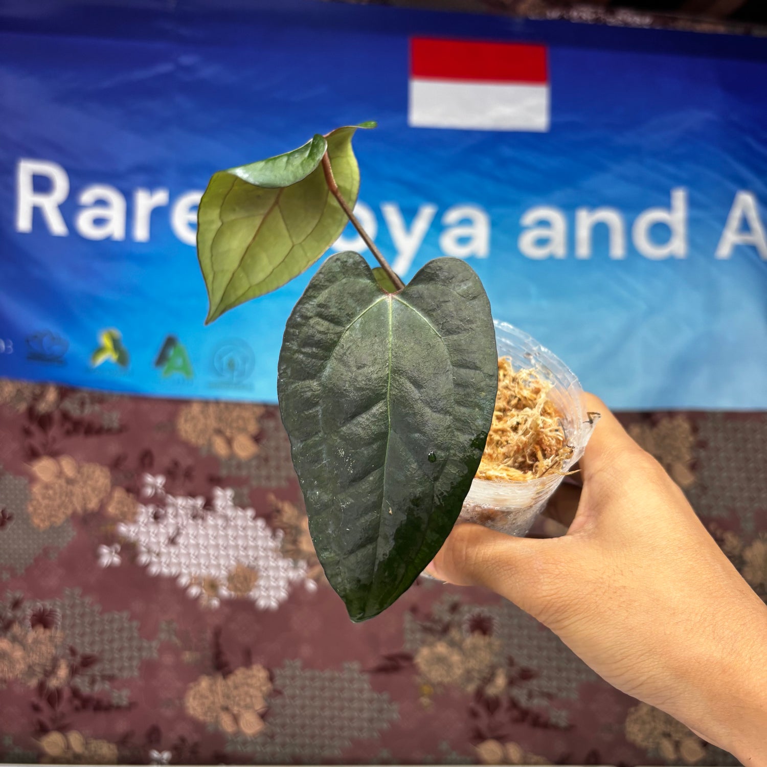 A705 Anthurium Ace Of Spades x Red Velvet Dark Phoenix