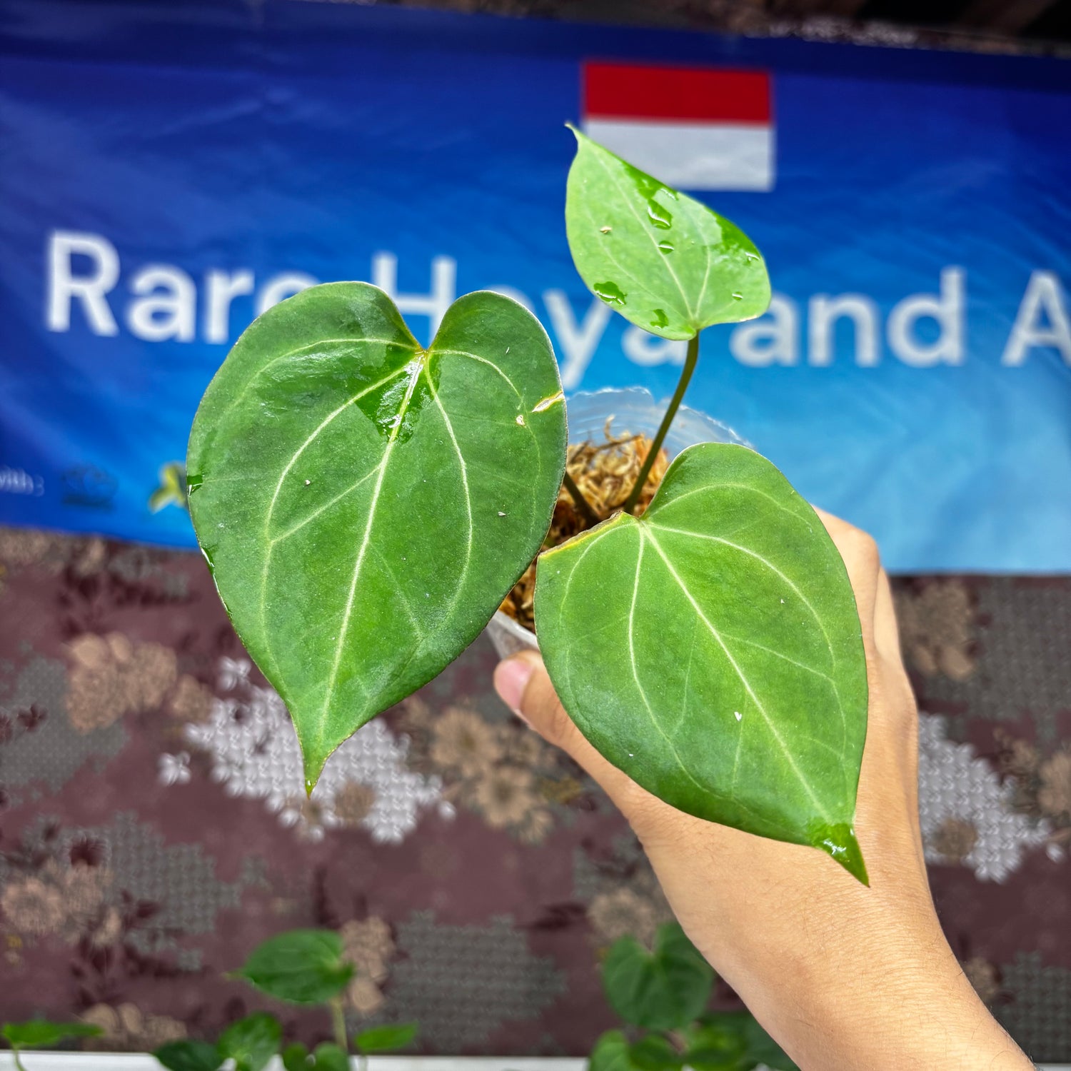 A813 Anthurium King Of Spades