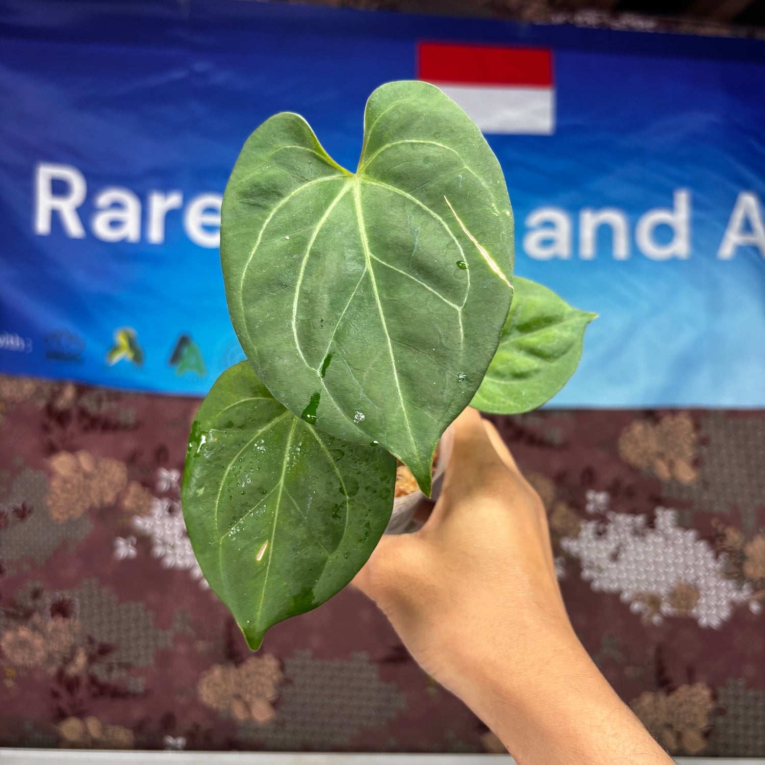 A802 Anthurium King Of Spades