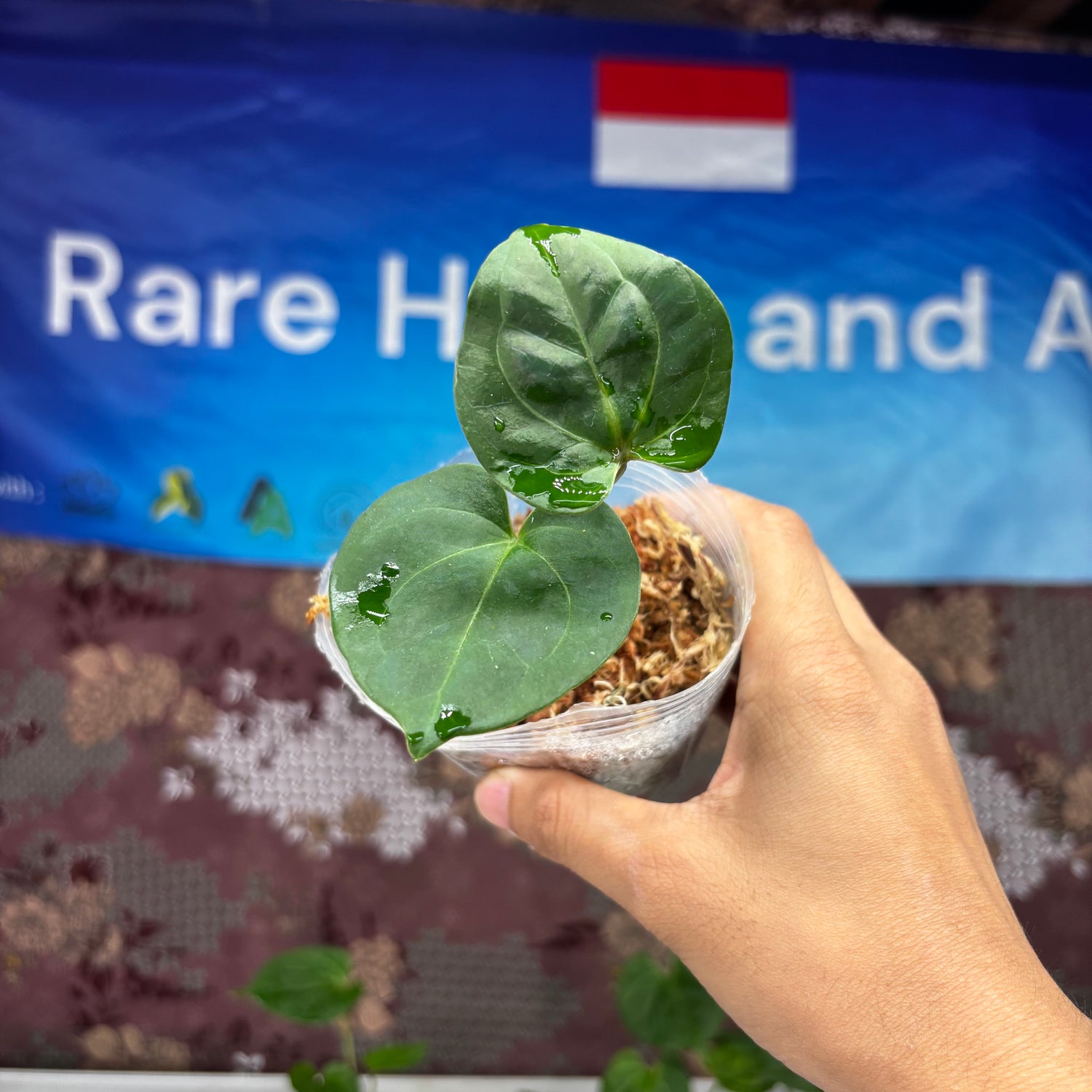 A805 Anthurium King Of Spades