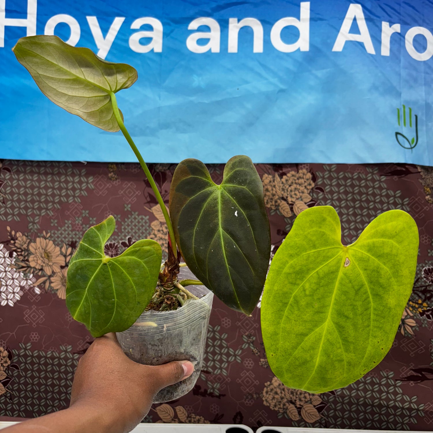 A210 Anthurium No ID
