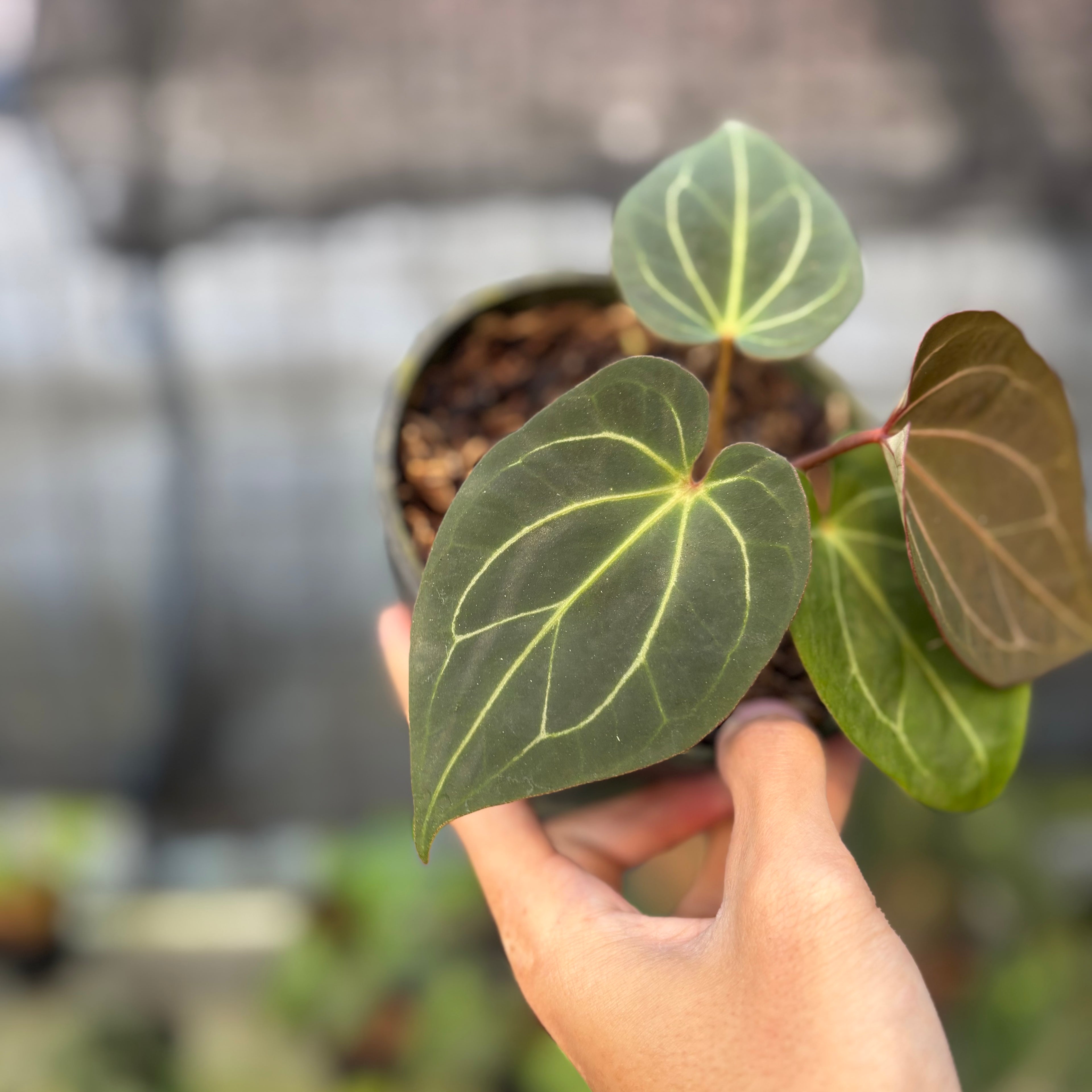 RP5-9 Anthurium King Of Spades