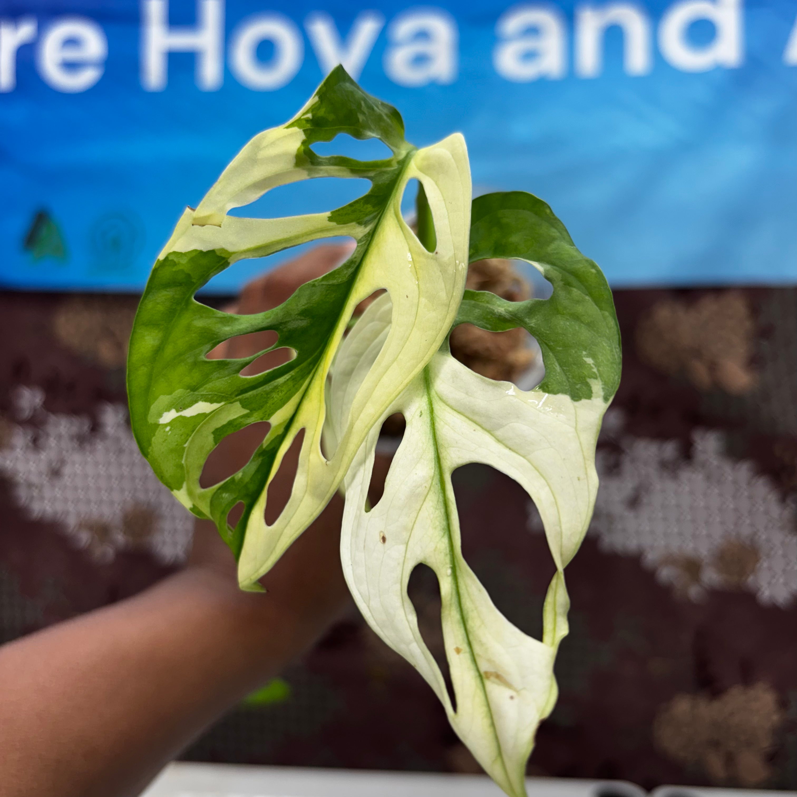 A423 Monstera Adansoni Albo Variegated