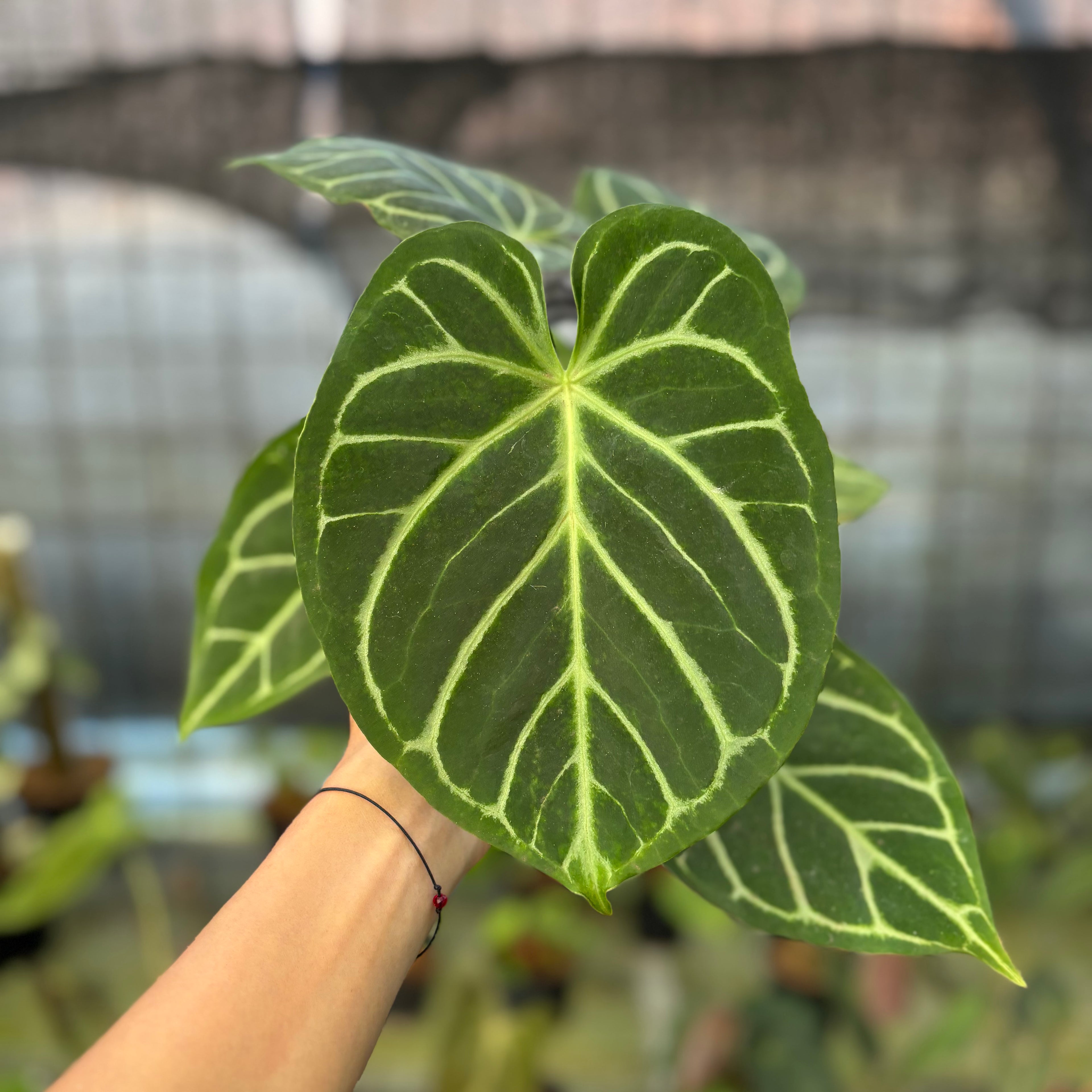 RP18-9 Anthurium Papilillaminum x Magnificum