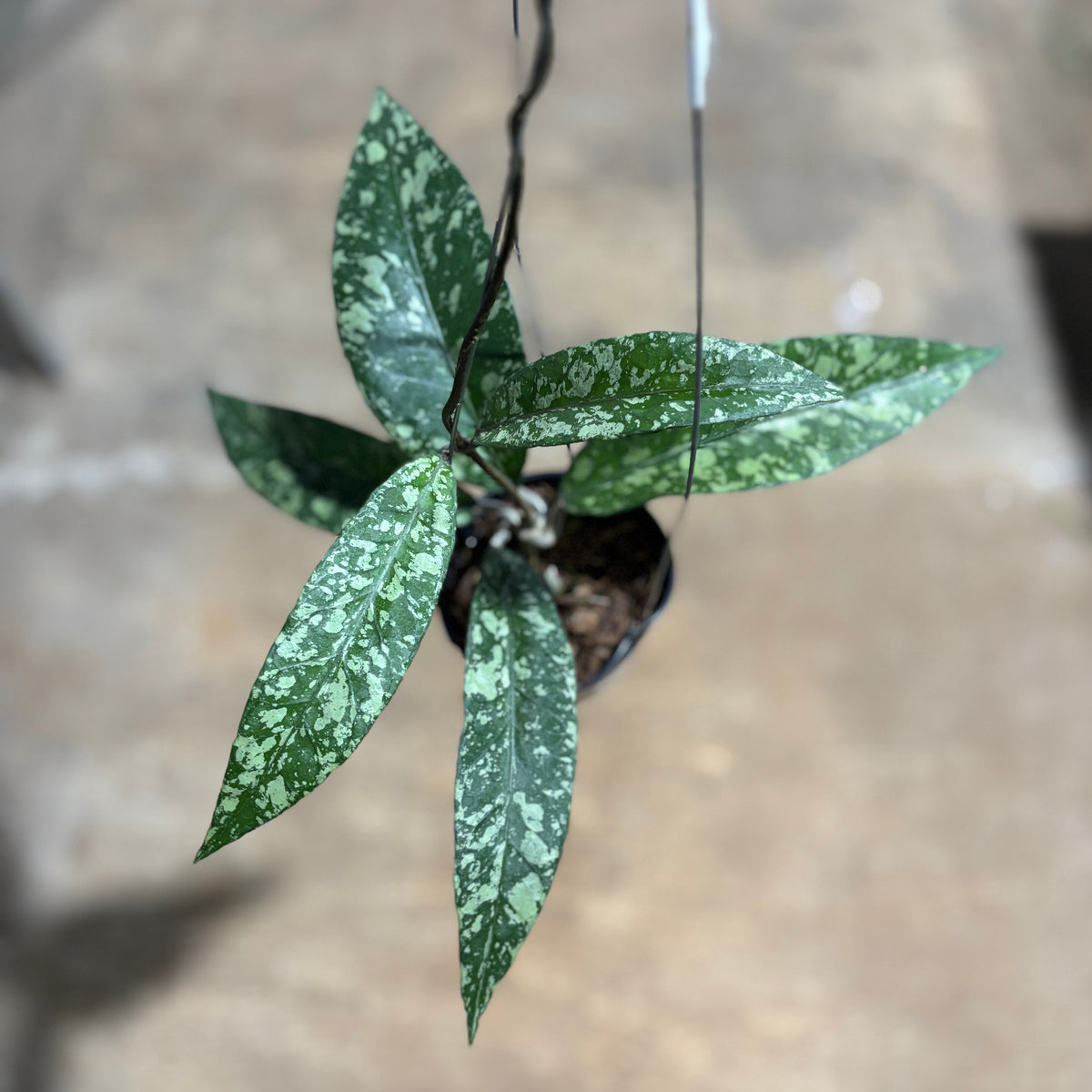 Hoya SP Aceh Lover Tears